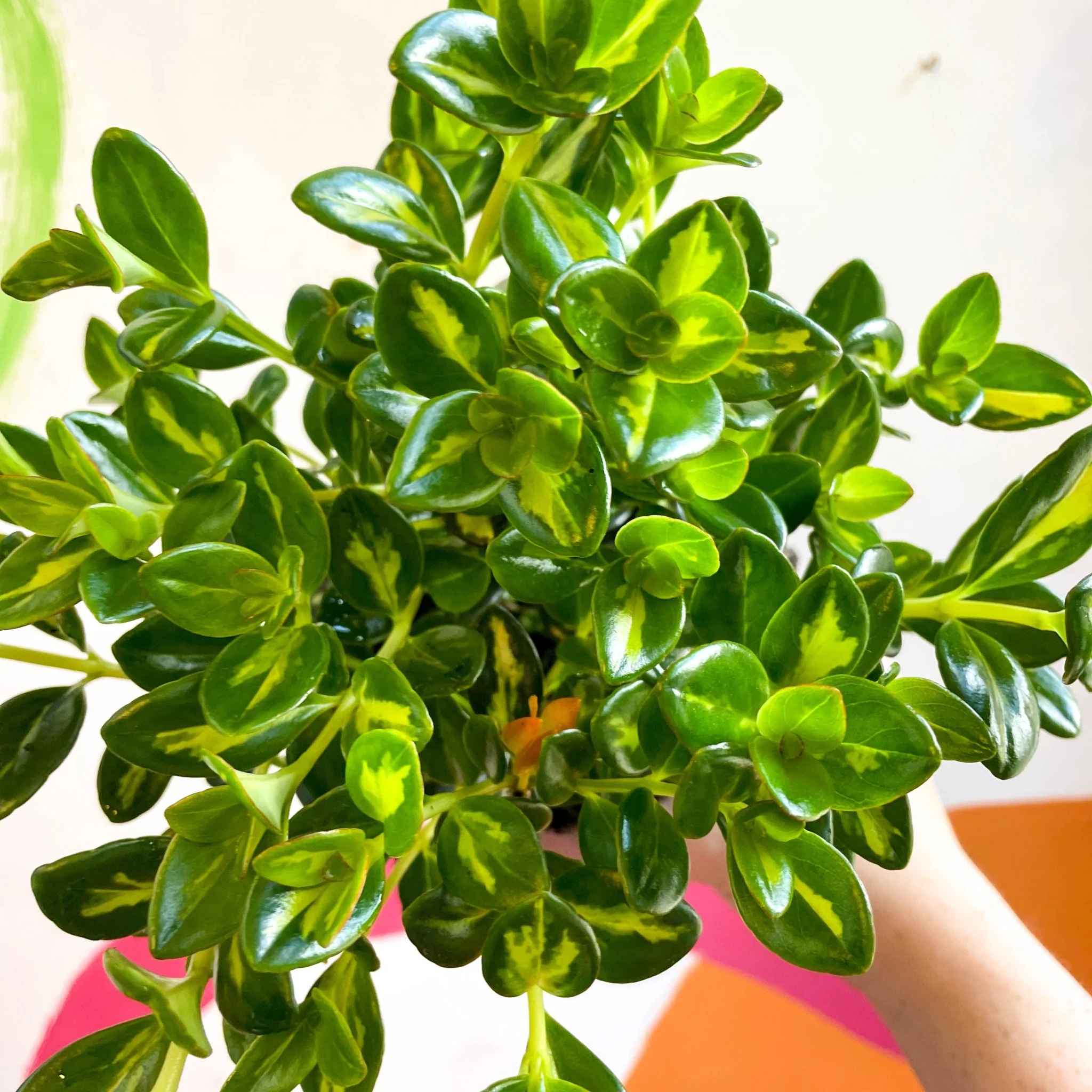 Goldfish Plant - Nematanthus gregarius variegata - Welsh Grown - Image 16