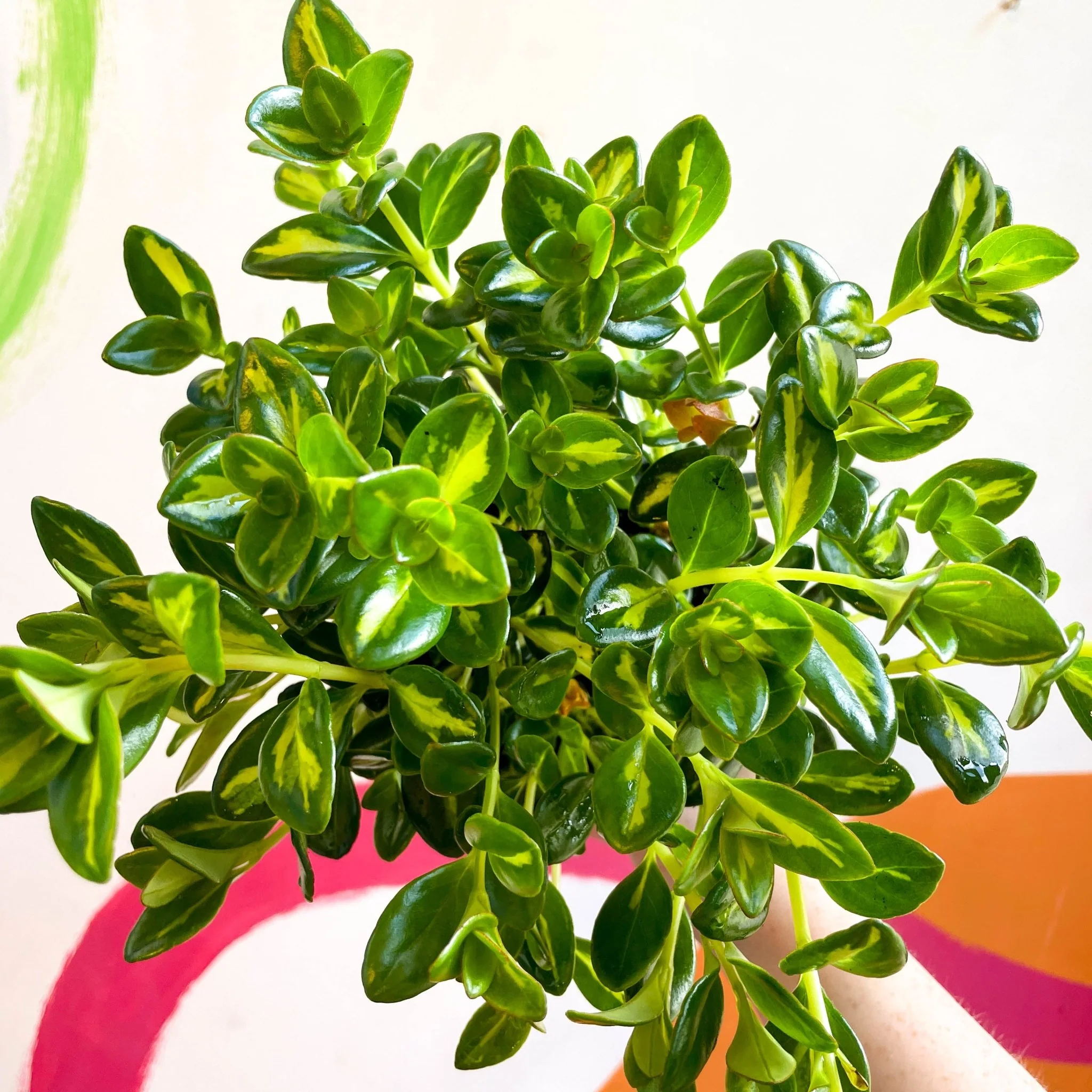 Goldfish Plant - Nematanthus gregarius variegata - Welsh Grown - Image 17