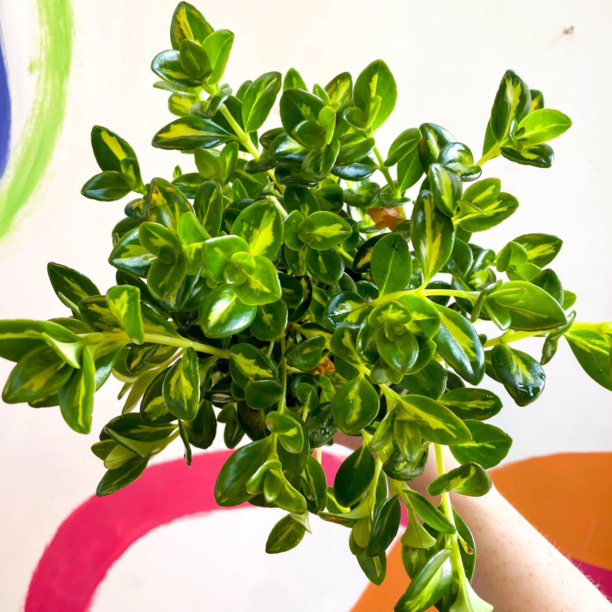 Goldfish Plant - Nematanthus gregarius variegata - Welsh Grown - Image 18