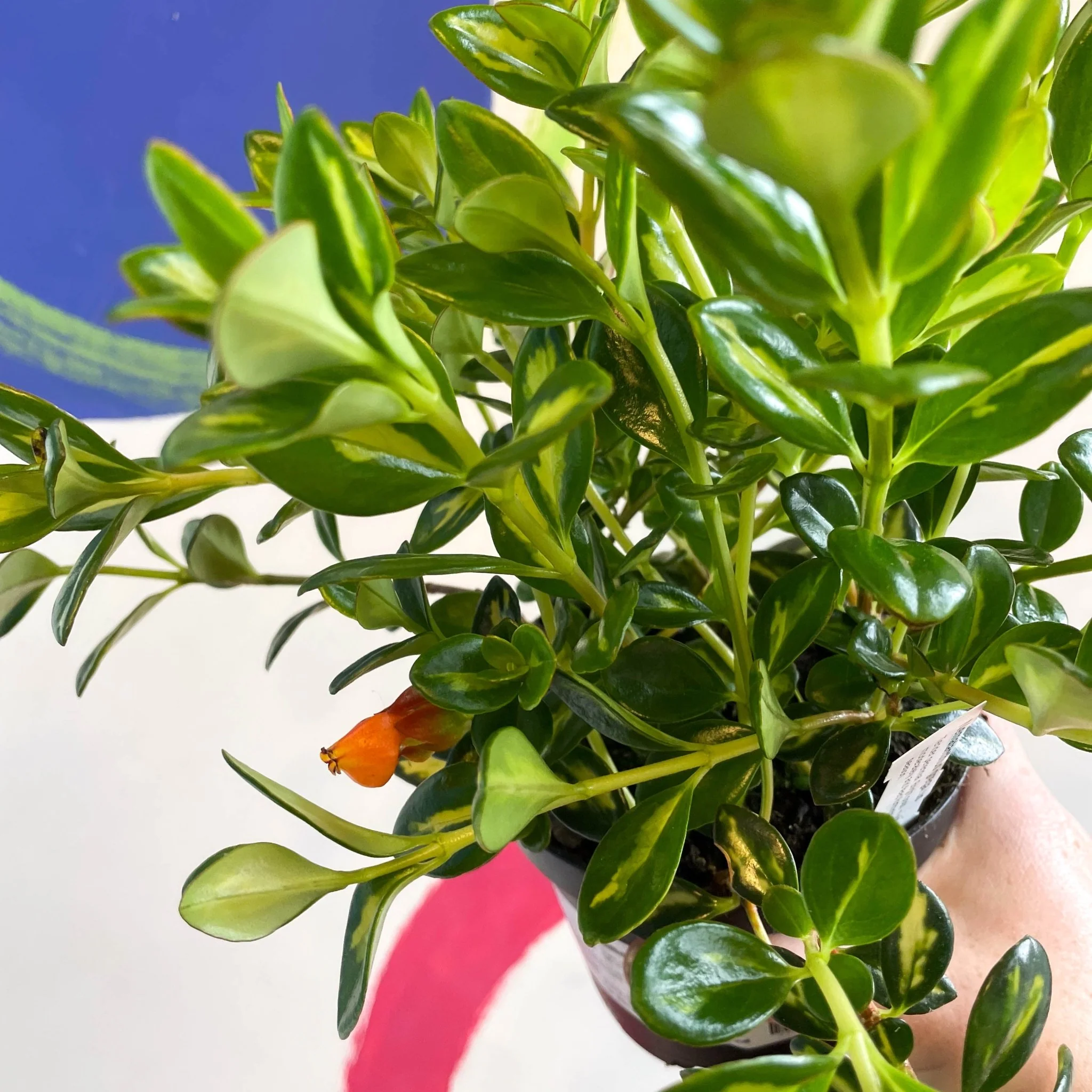 Goldfish Plant - Nematanthus gregarius - Welsh Grown - Image 6
