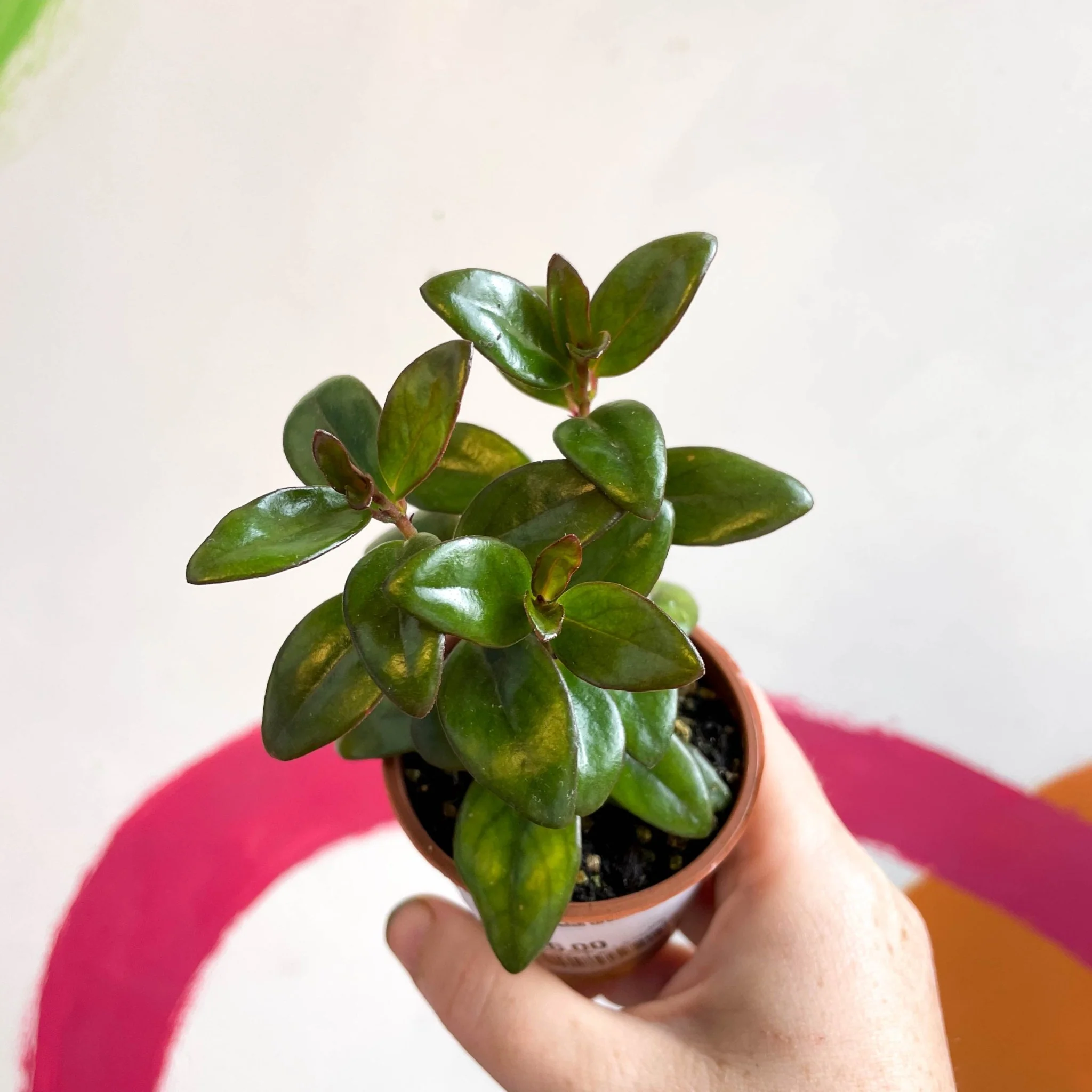 Nematanthus ‘Jungle Lights’ – Goldfish Plant - Welsh Grown