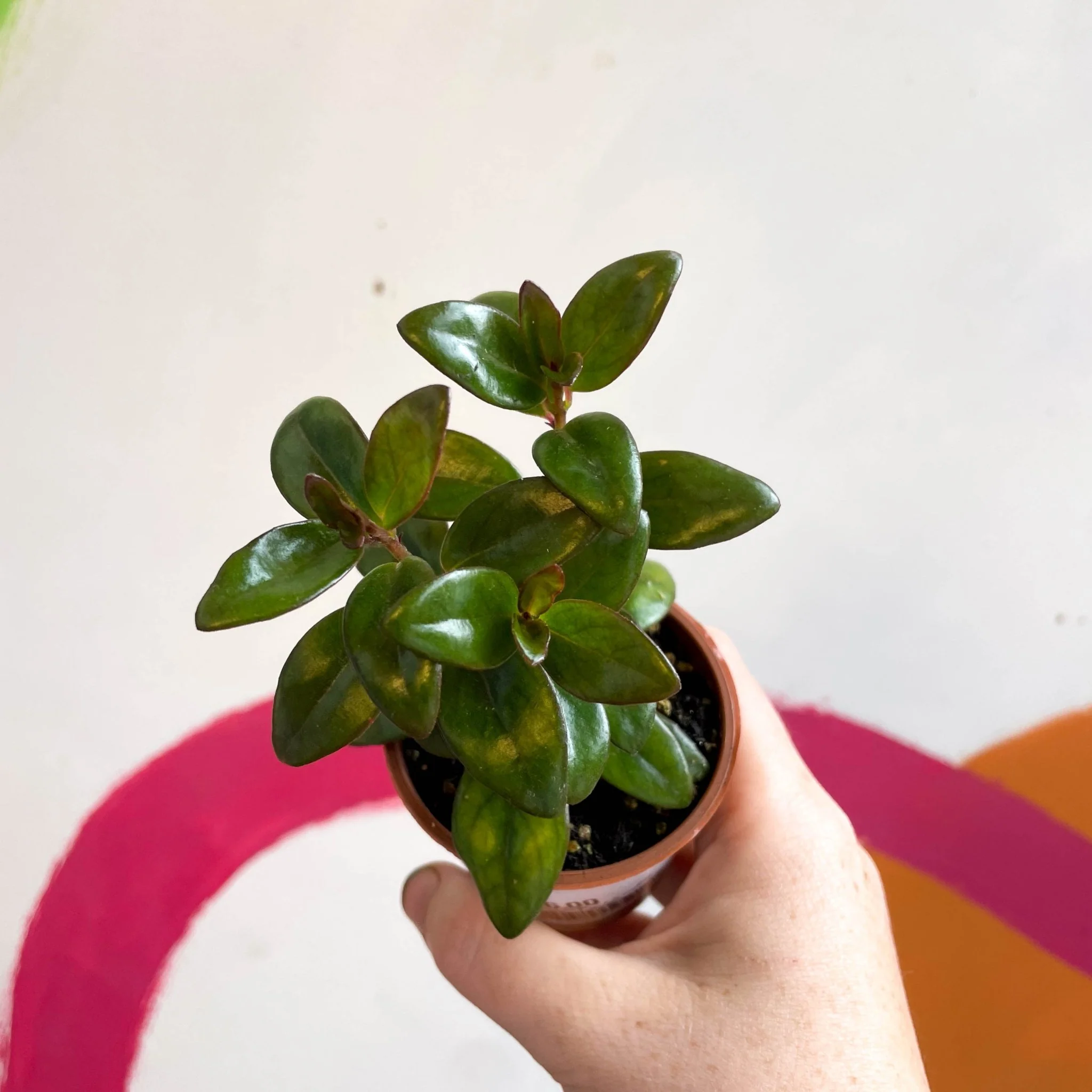 Nematanthus ‘Jungle Lights’ – Goldfish Plant - Welsh Grown - Image 2