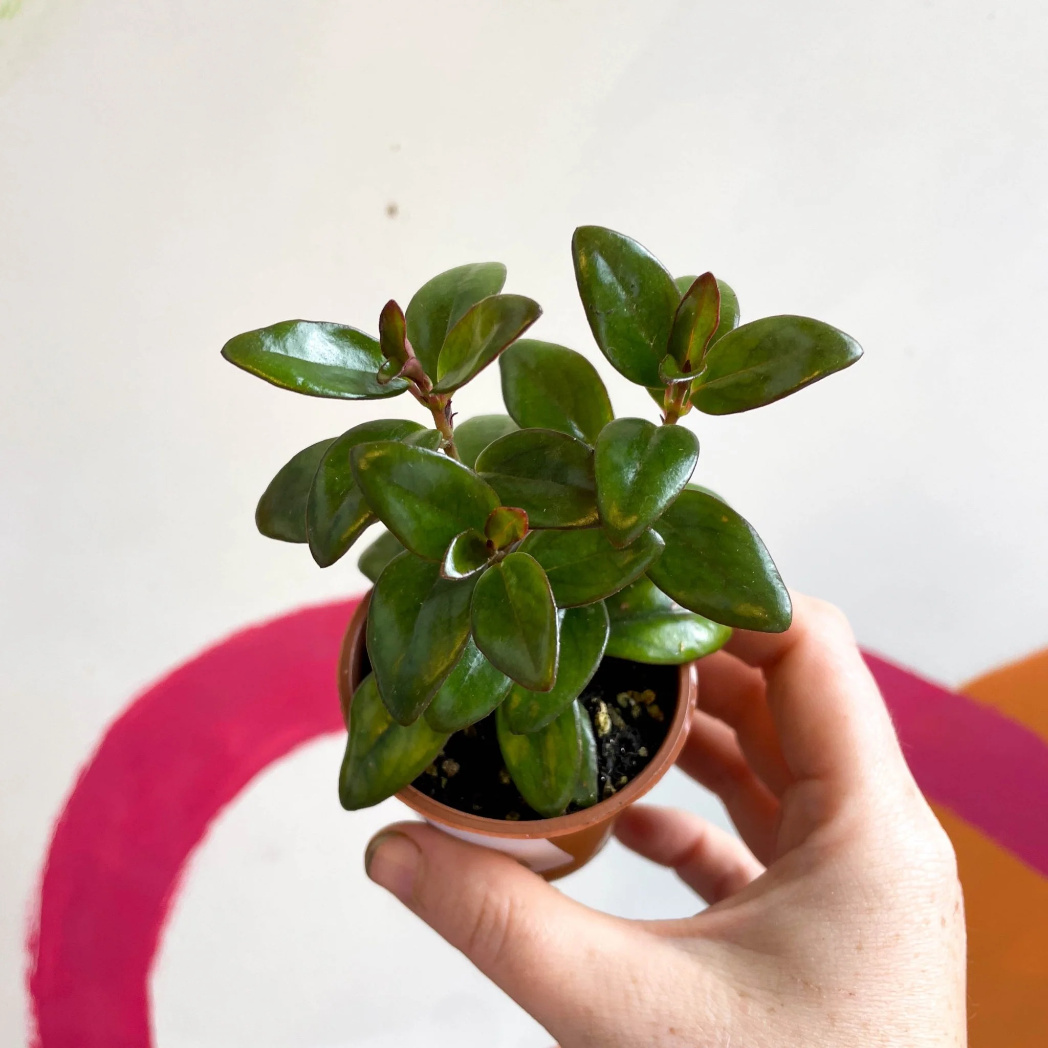 Nematanthus ‘Jungle Lights’ – Goldfish Plant - Welsh Grown - Image 3