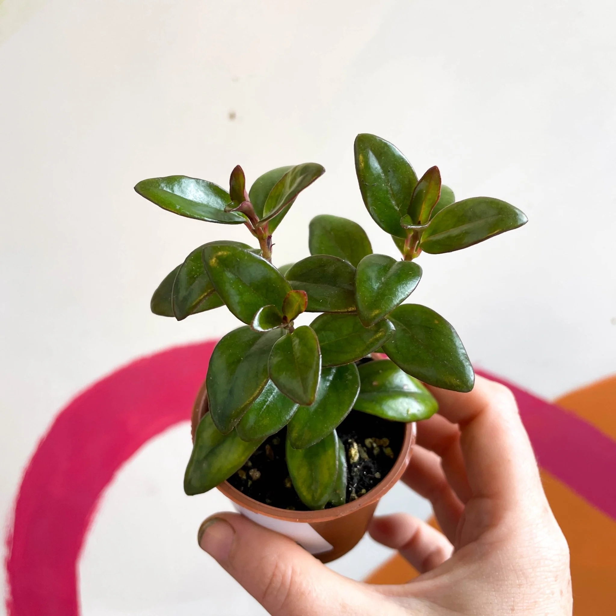 Nematanthus ‘Jungle Lights’ – Goldfish Plant - Welsh Grown - Image 4