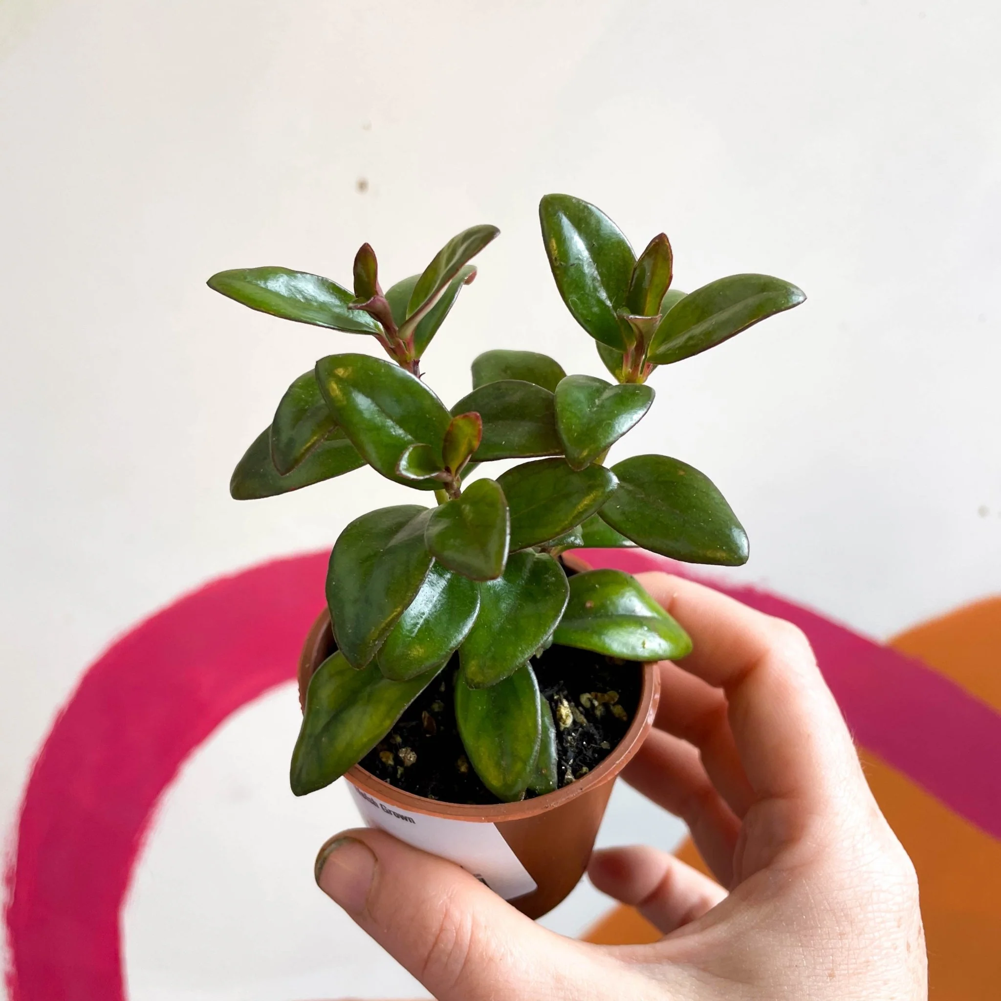 Nematanthus ‘Jungle Lights’ – Goldfish Plant - Welsh Grown - Image 5