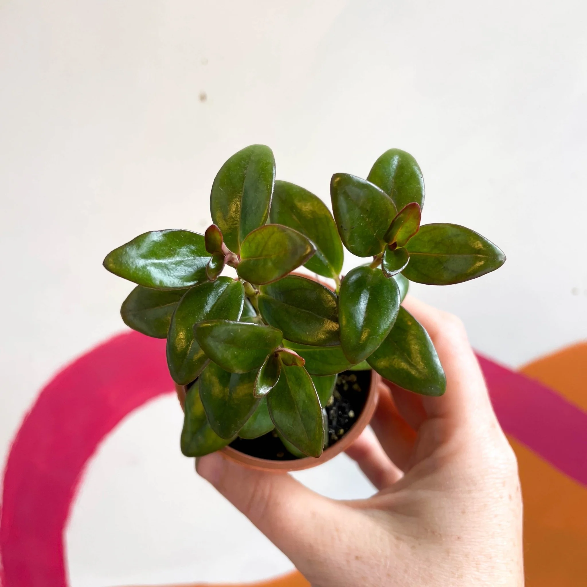 Nematanthus ‘Jungle Lights’ – Goldfish Plant - Welsh Grown - Image 6