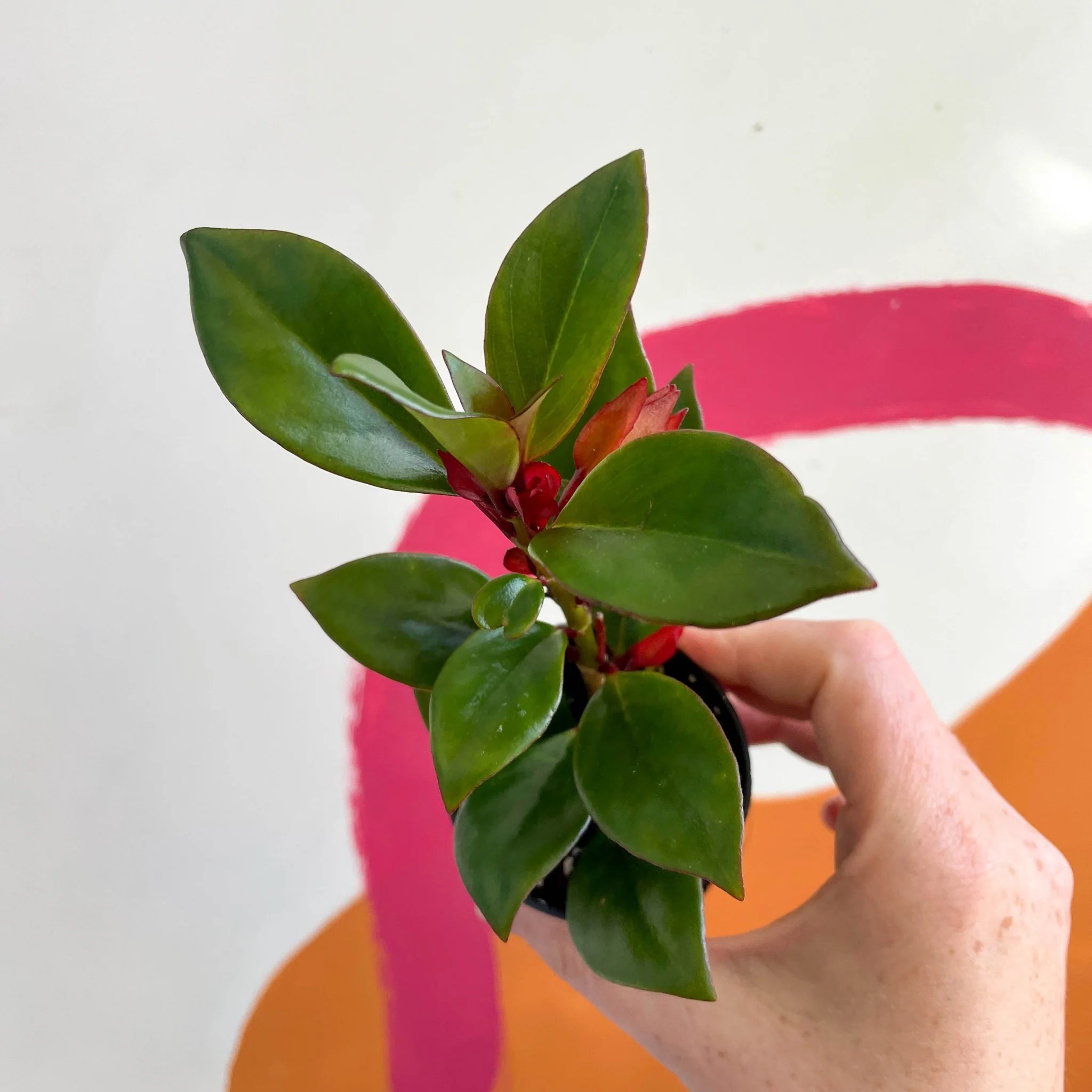 Goldfish Plant - Nematanthus perianthomega x gregarious 'Tropicana' - Welsh Grown