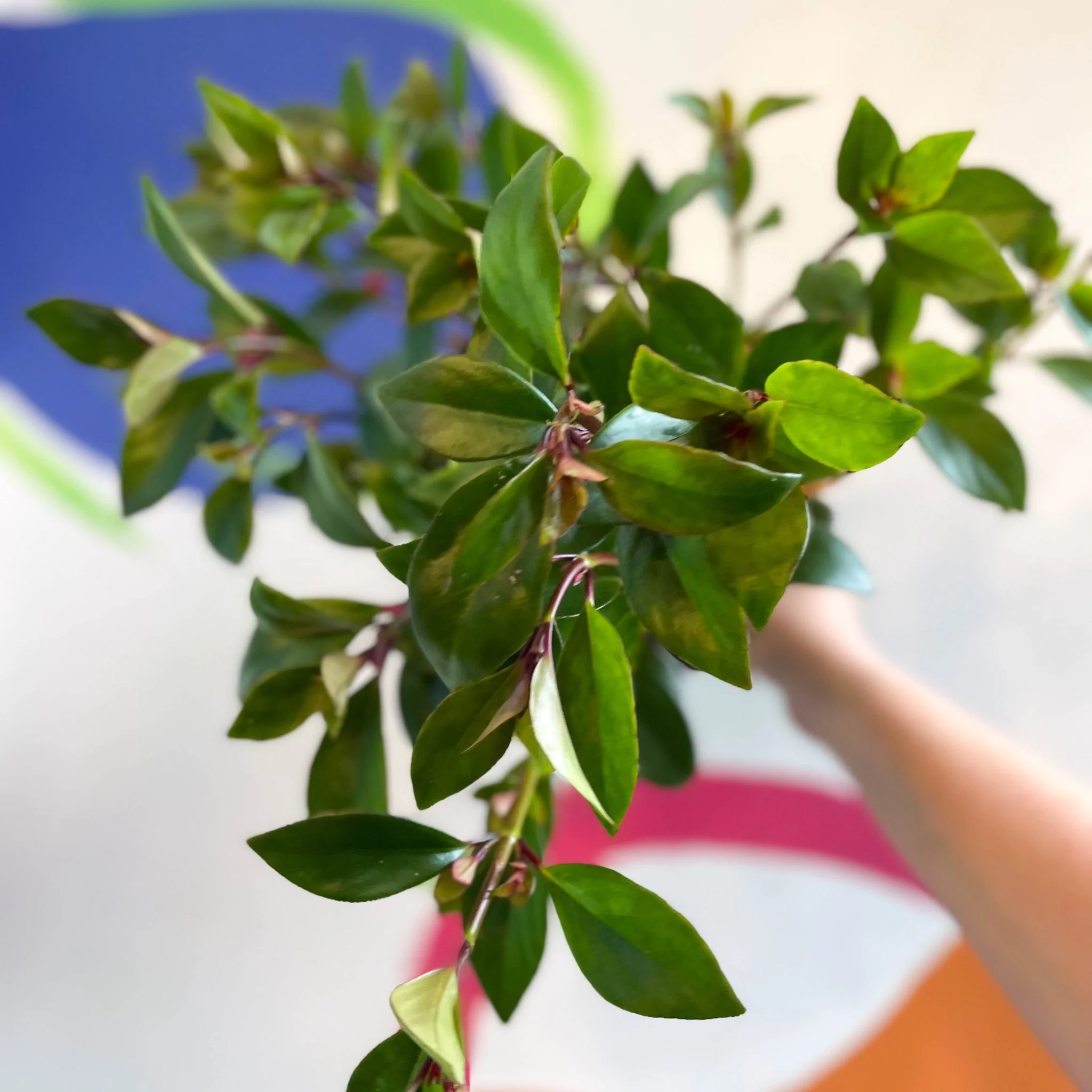 Goldfish Plant - Nematanthus perianthomega x gregarious 'Tropicana' - Welsh Grown - Image 10