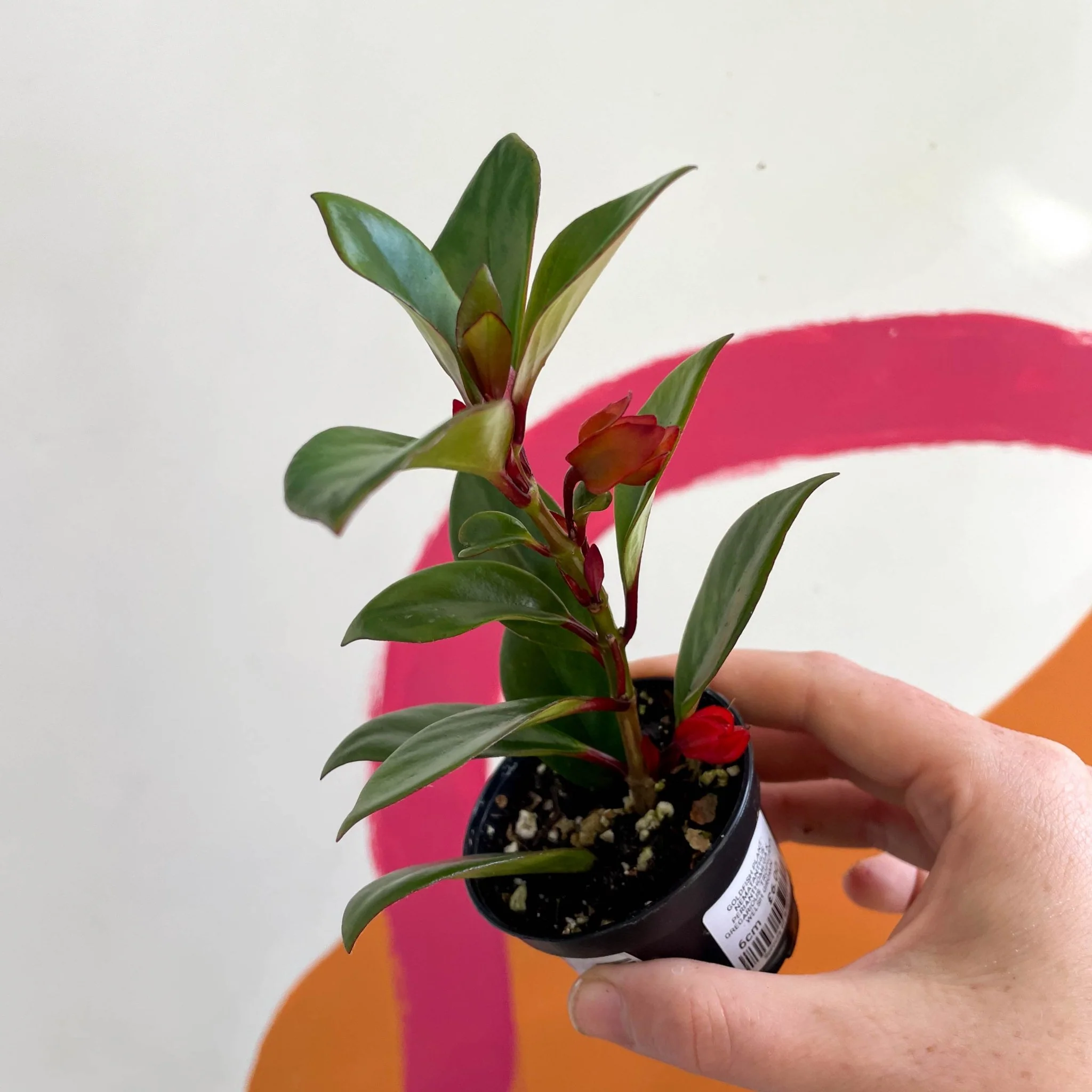 Goldfish Plant - Nematanthus perianthomega x gregarious 'Tropicana' - Welsh Grown - Image 2