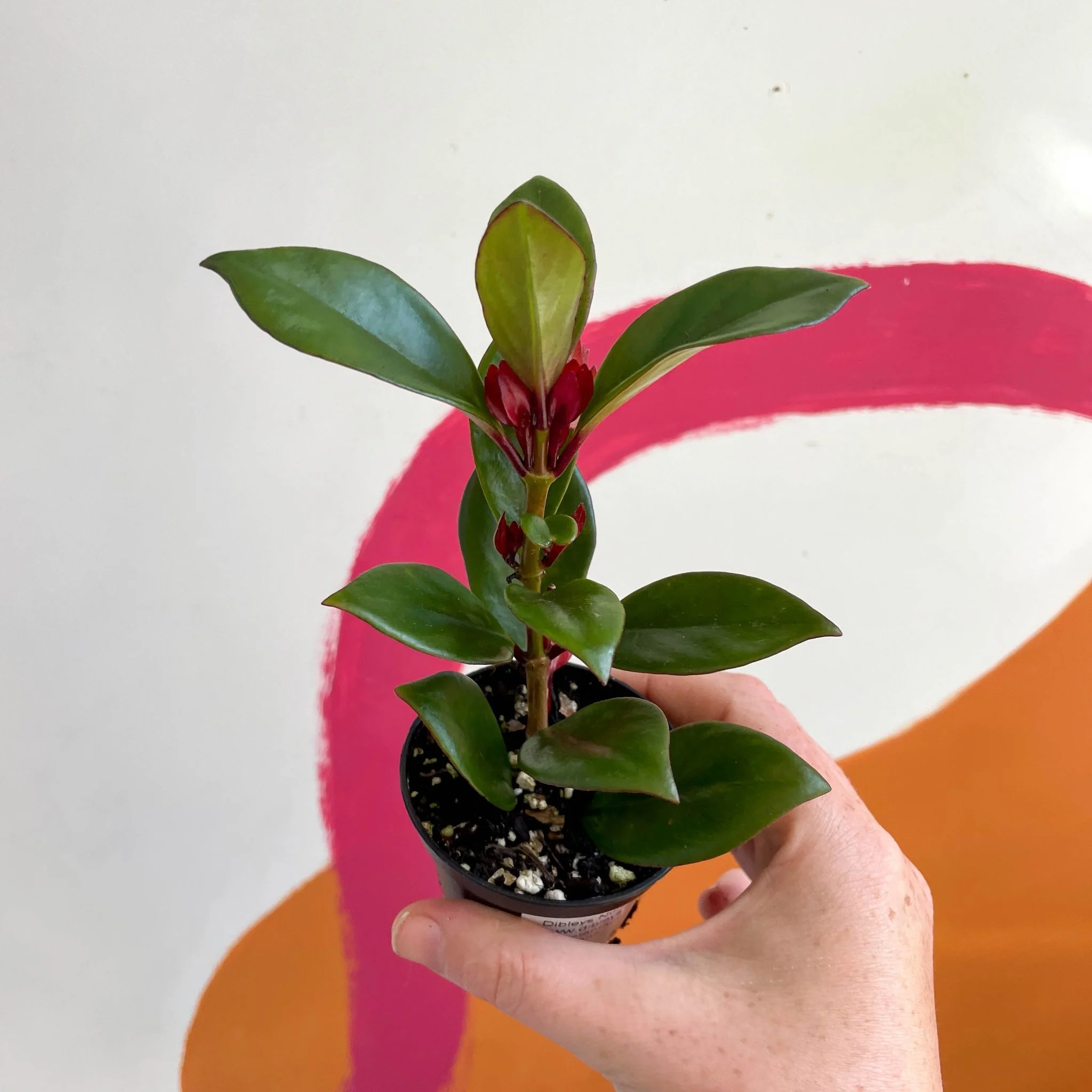 Goldfish Plant - Nematanthus perianthomega x gregarious 'Tropicana' - Welsh Grown - Image 3