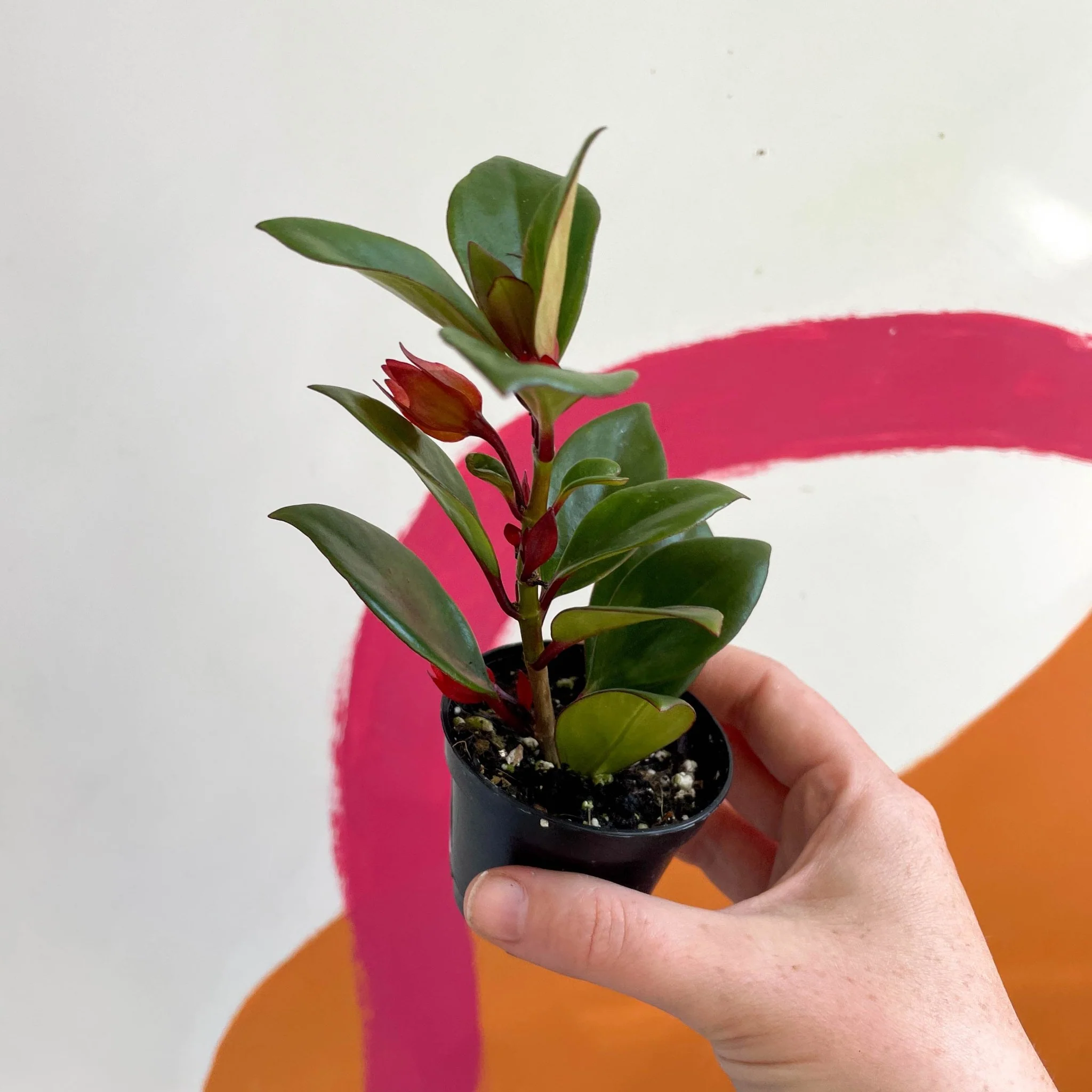 Goldfish Plant - Nematanthus perianthomega x gregarious 'Tropicana' - Welsh Grown - Image 4