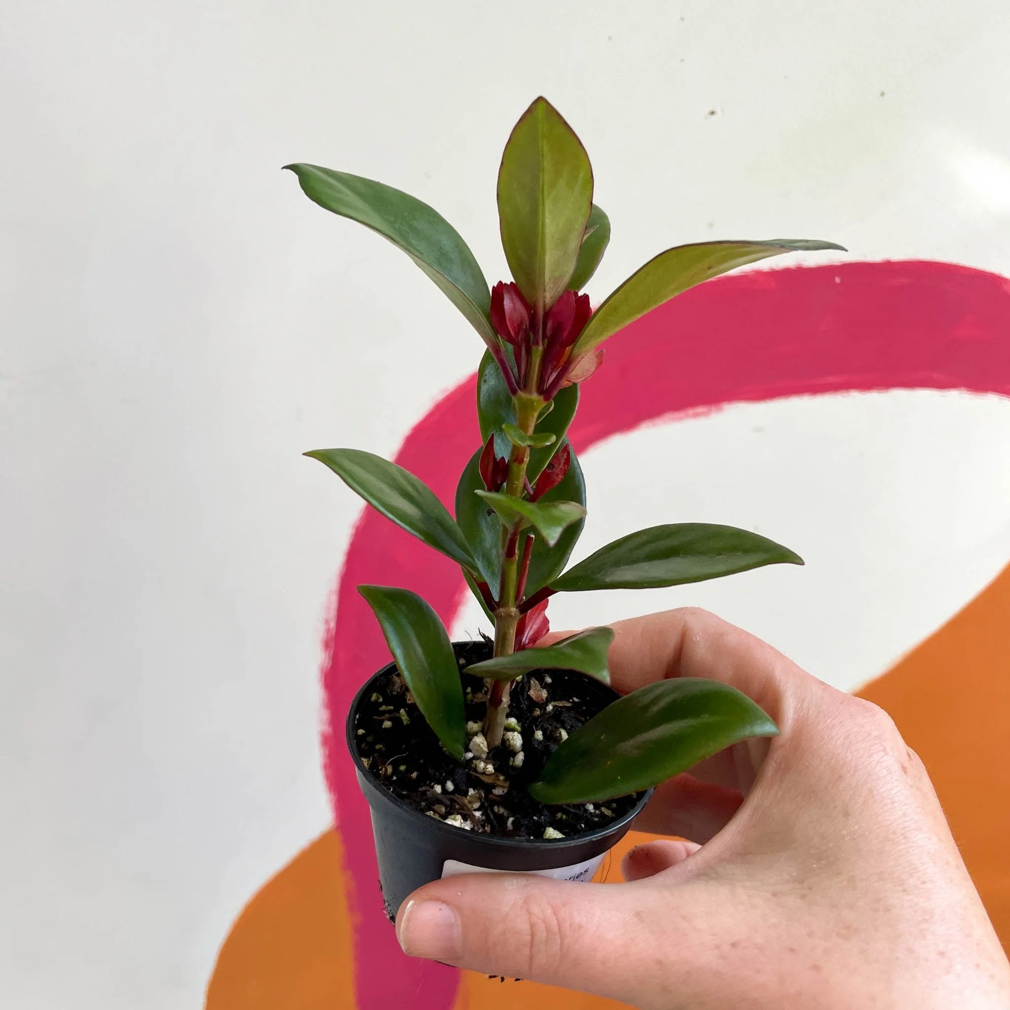 Goldfish Plant - Nematanthus perianthomega x gregarious 'Tropicana' - Welsh Grown - Image 5