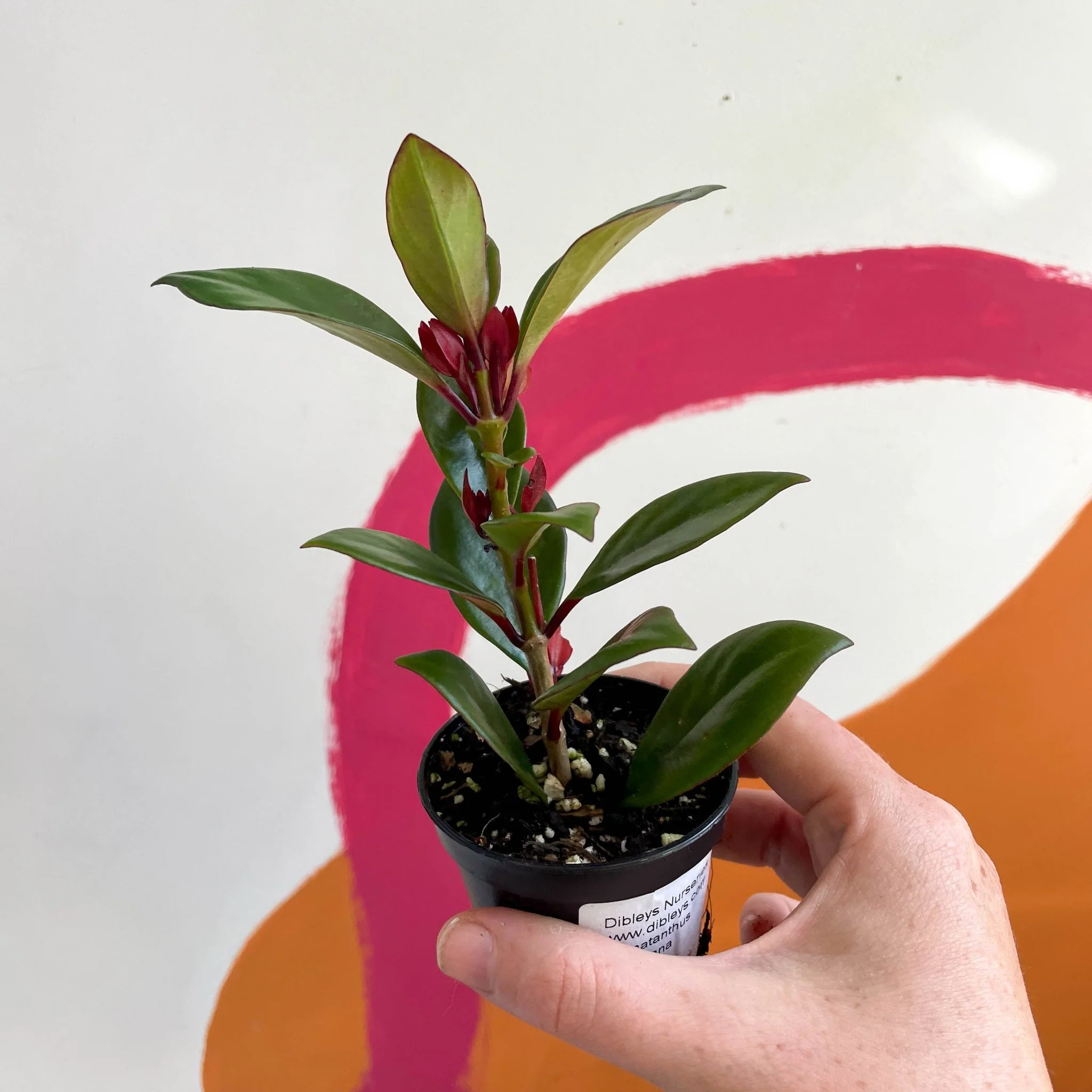 Goldfish Plant - Nematanthus perianthomega x gregarious 'Tropicana' - Welsh Grown - Image 6