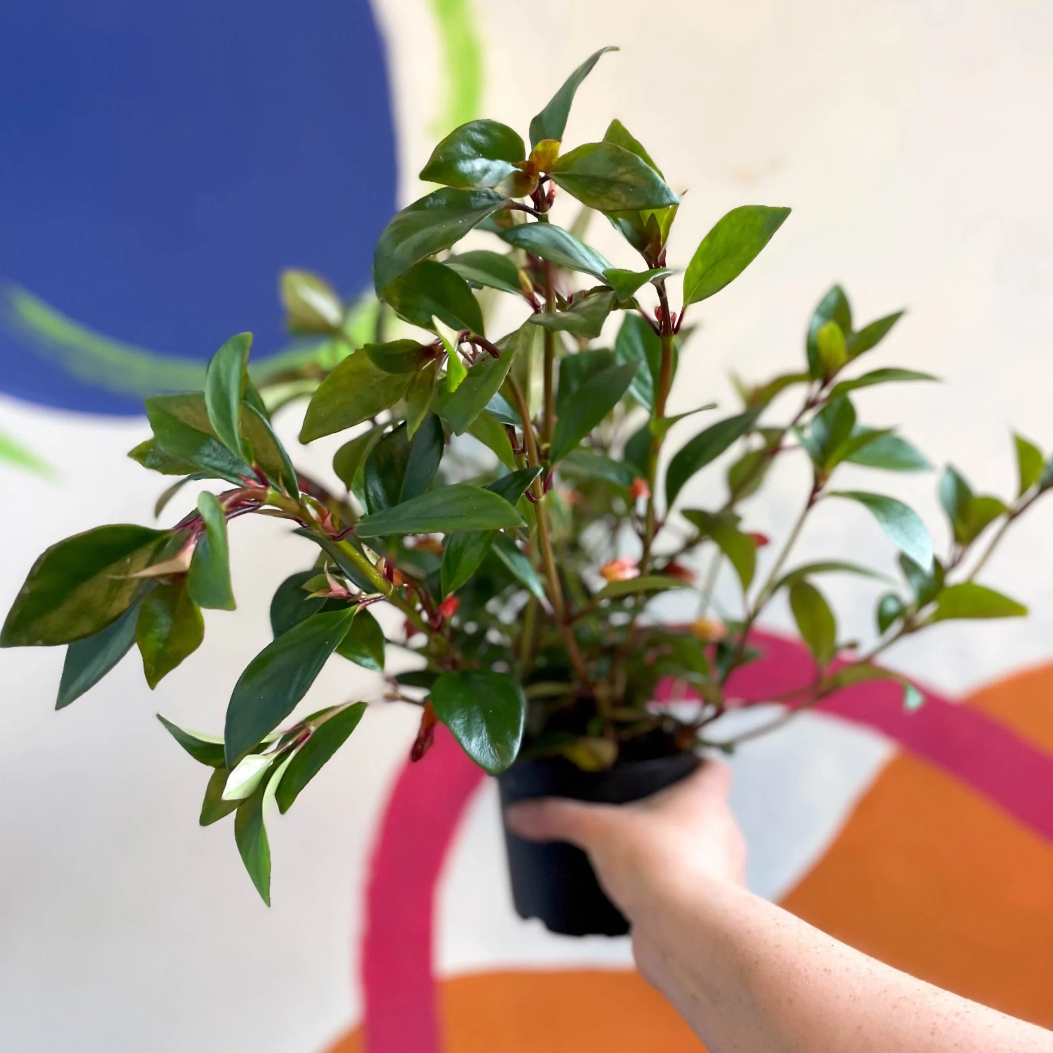 Goldfish Plant - Nematanthus perianthomega x gregarious 'Tropicana' - Welsh Grown - Image 7