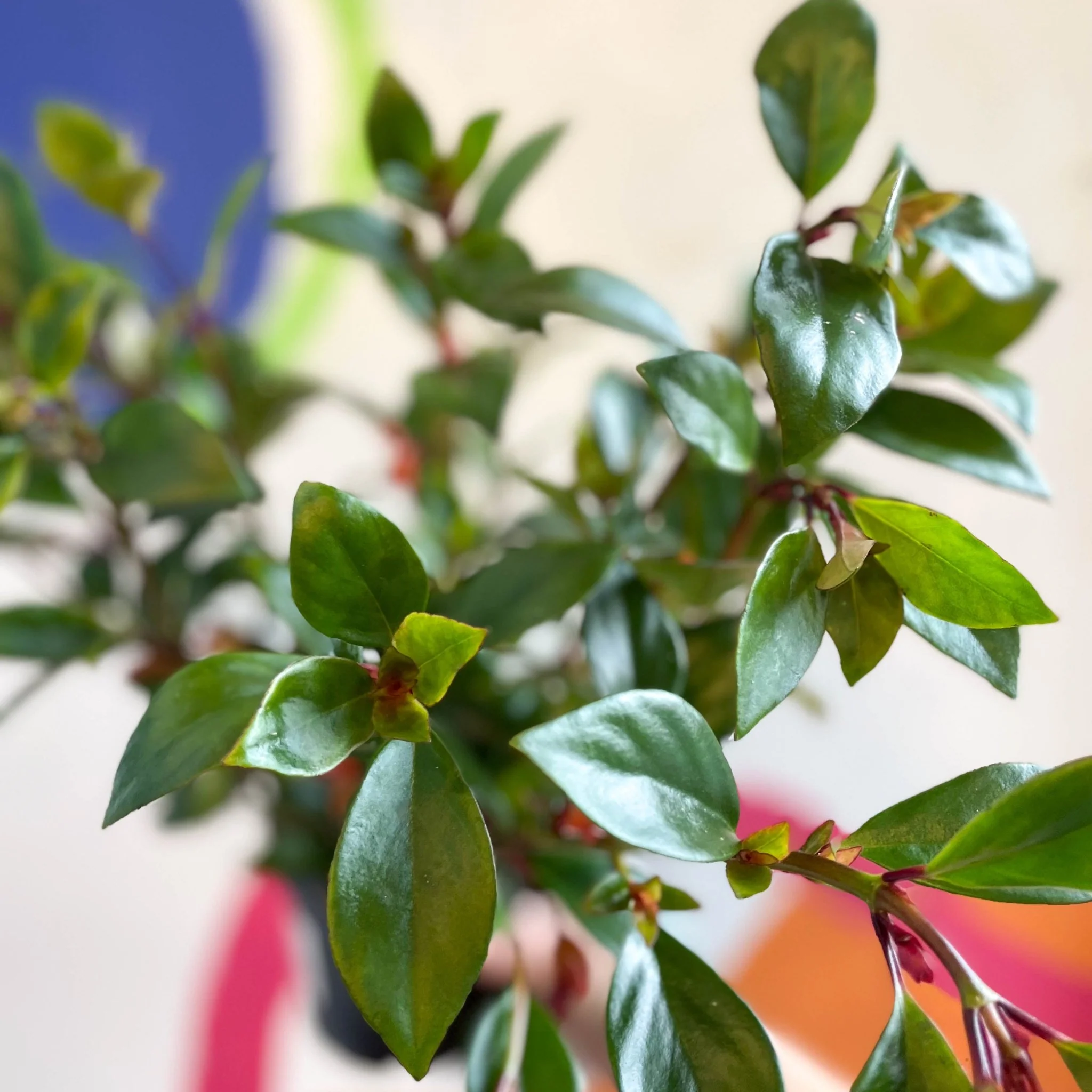 Goldfish Plant - Nematanthus perianthomega x gregarious 'Tropicana' - Welsh Grown - Image 8