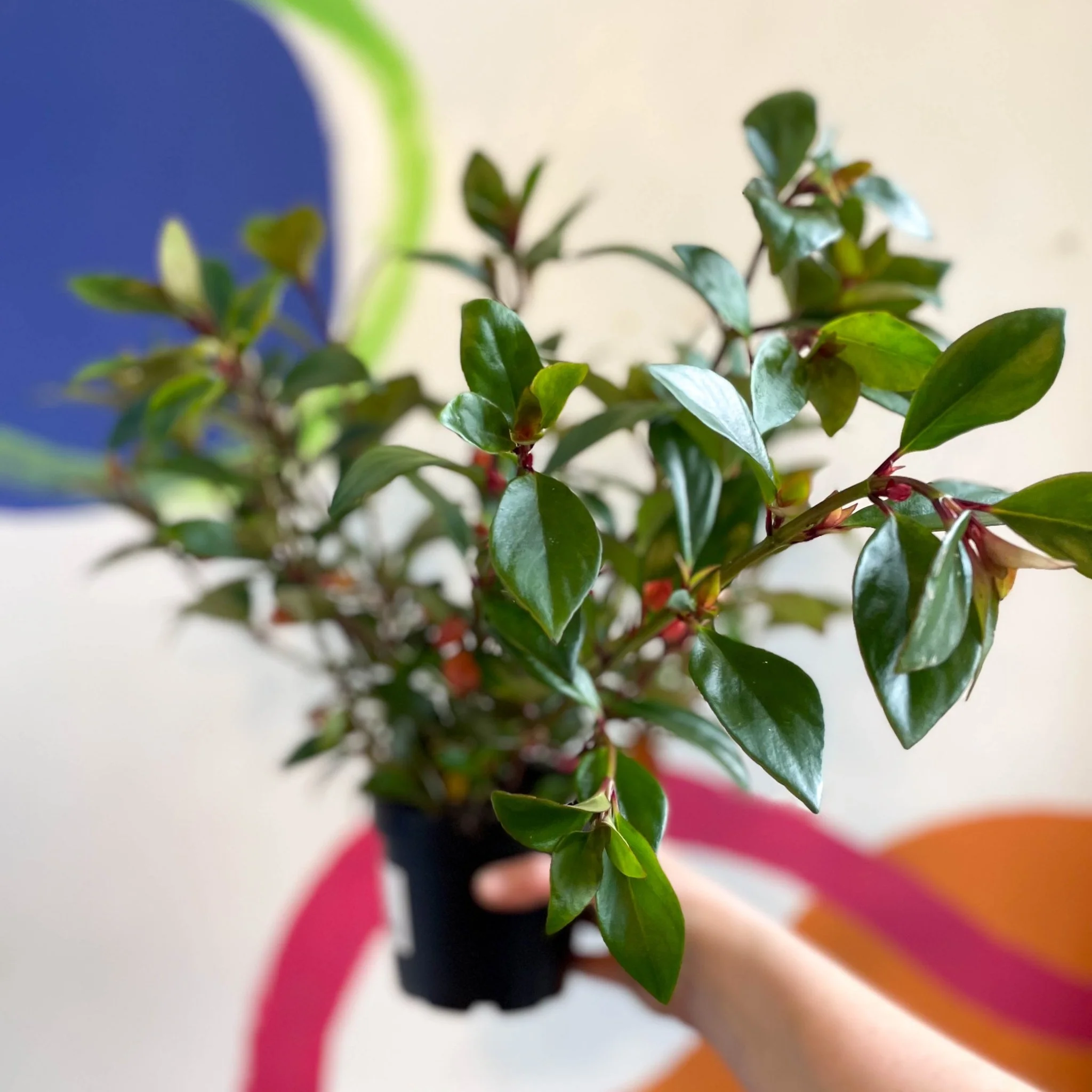 Goldfish Plant - Nematanthus perianthomega x gregarious 'Tropicana' - Welsh Grown - Image 9
