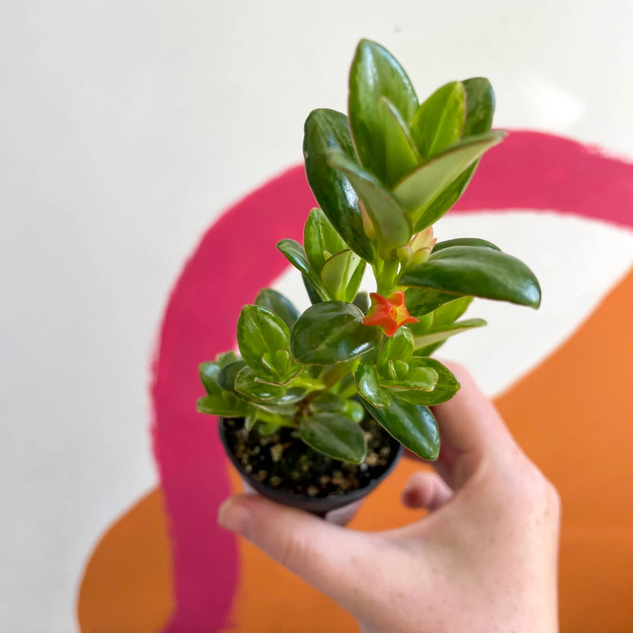 Goldfish Plant - Nematanthus radicans - Welsh Grown