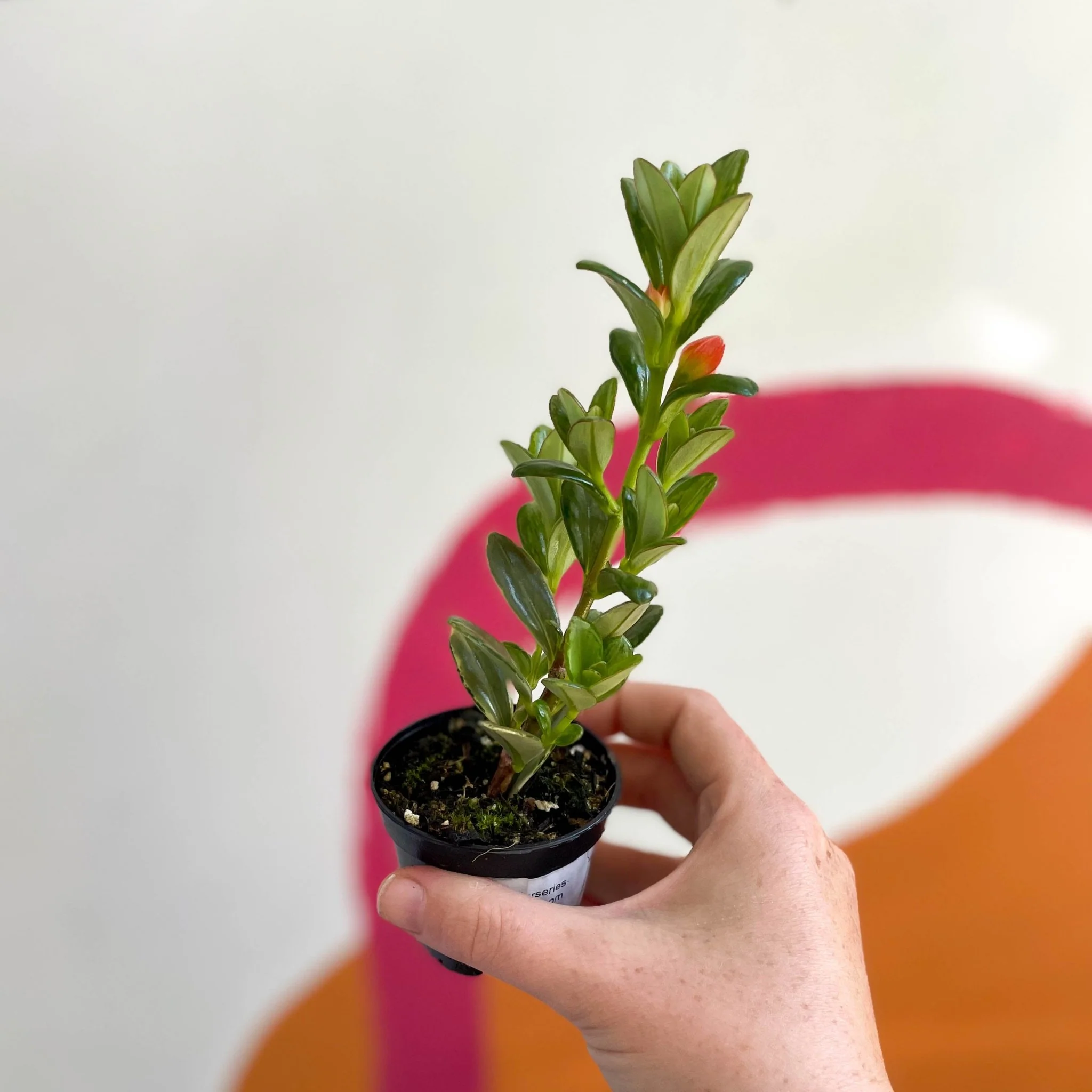 Goldfish Plant - Nematanthus radicans - Welsh Grown - Image 2