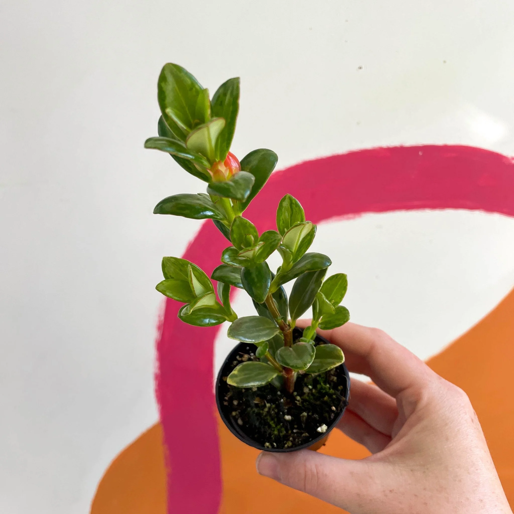 Goldfish Plant - Nematanthus radicans - Welsh Grown - Image 3