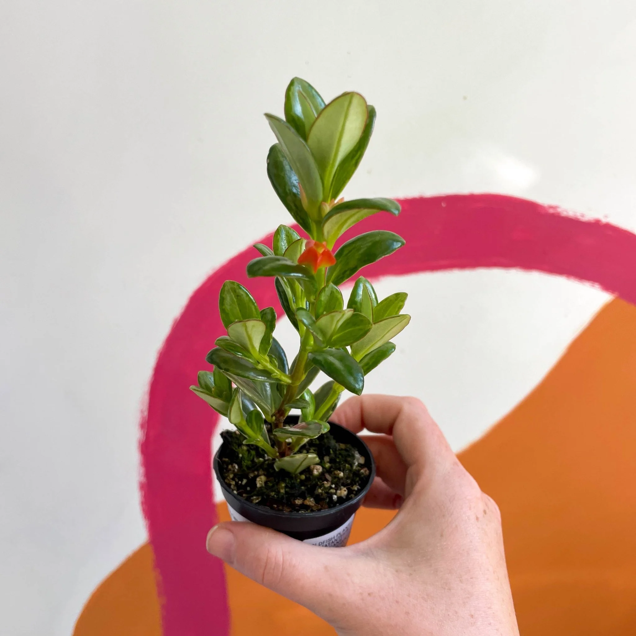 Goldfish Plant - Nematanthus radicans - Welsh Grown - Image 4