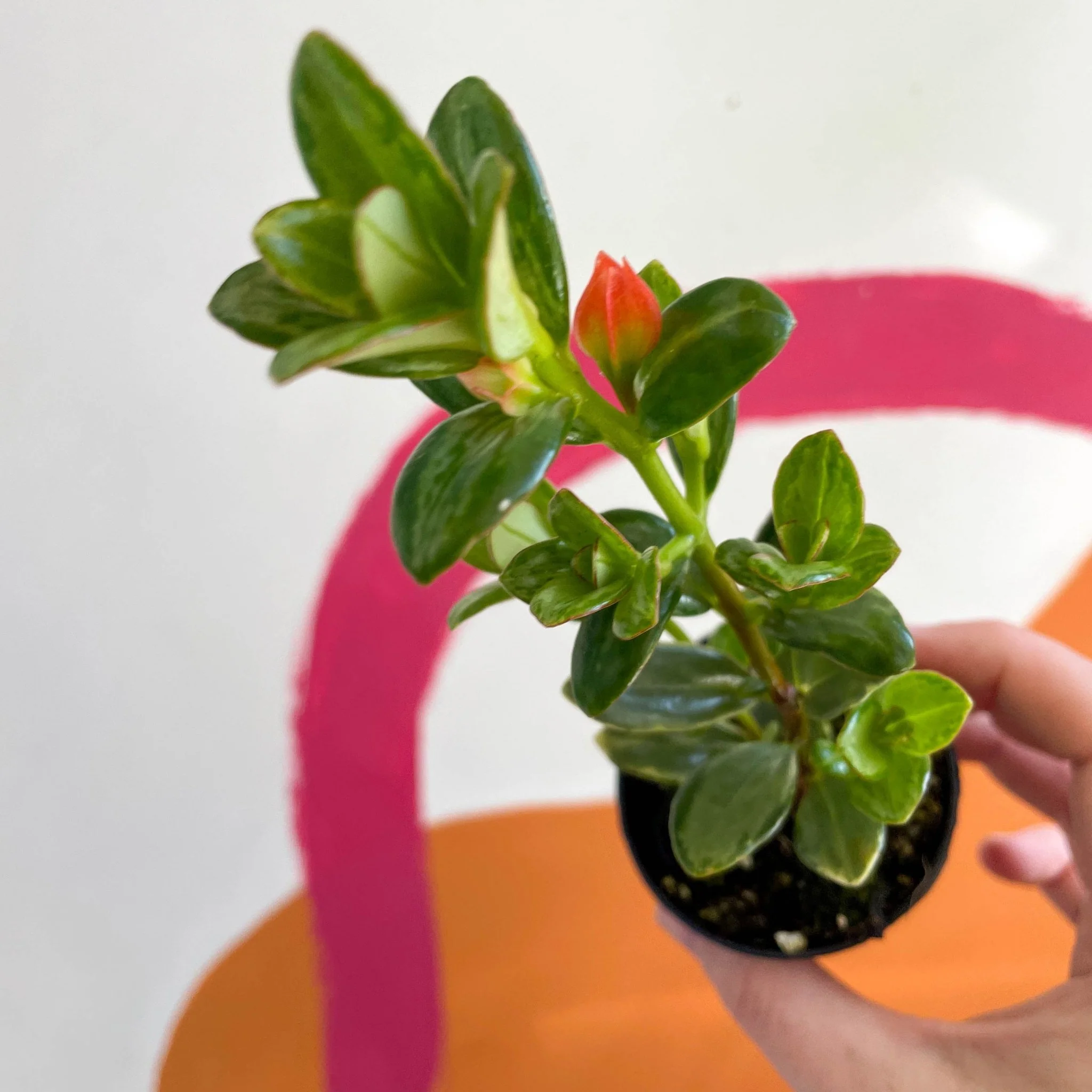 Goldfish Plant - Nematanthus radicans - Welsh Grown - Image 5