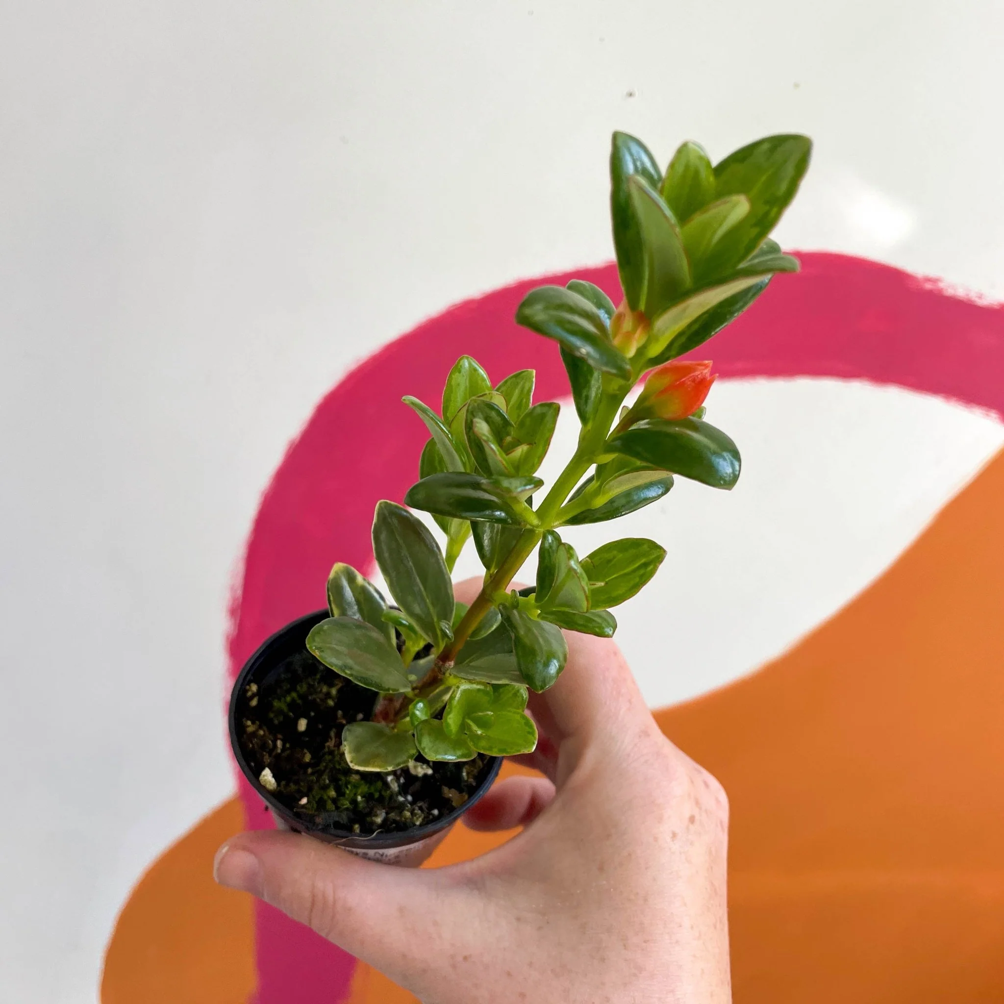 Goldfish Plant - Nematanthus radicans - Welsh Grown - Image 6