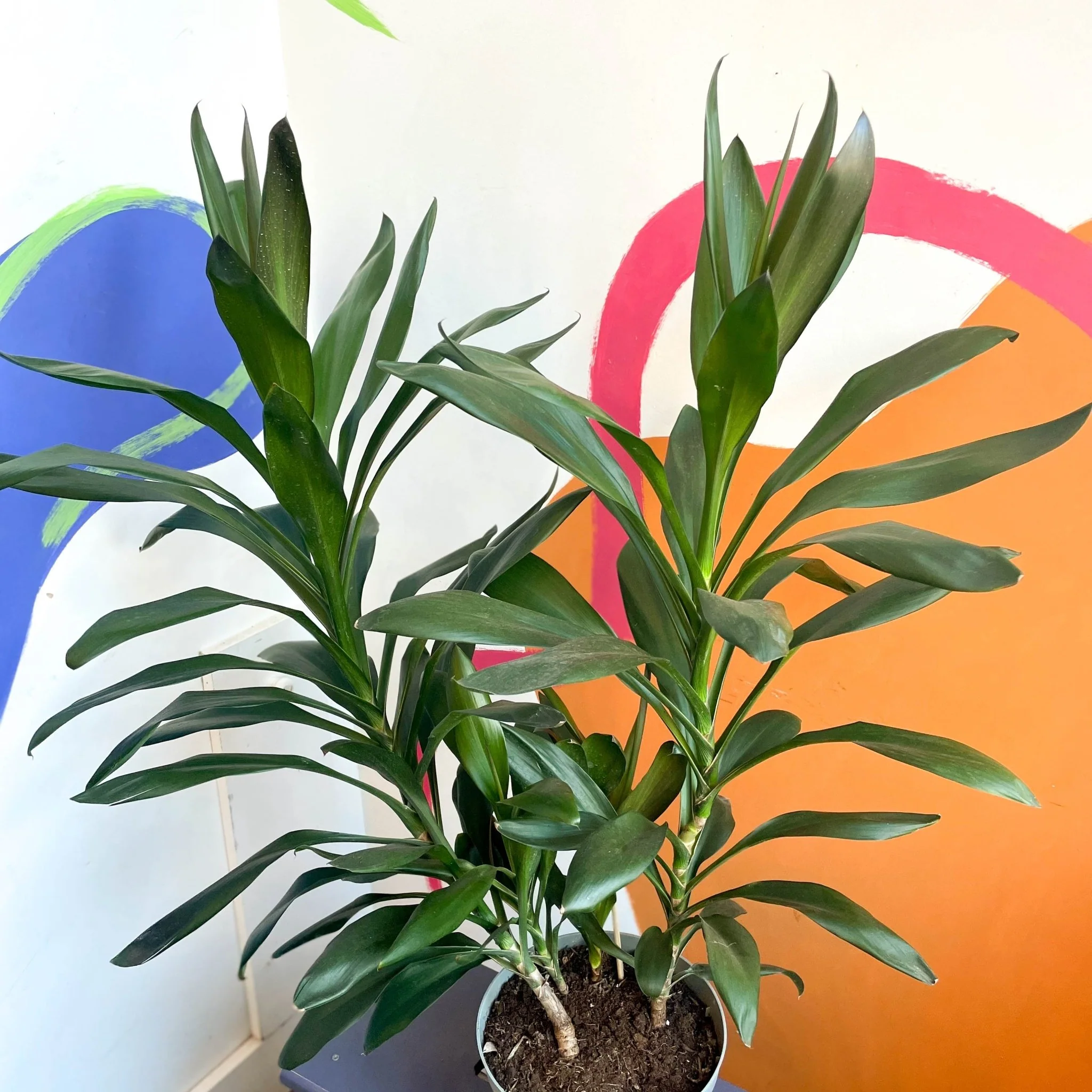 Good Luck Plant - Cordyline fruticosa 'Glauca' - British Grown