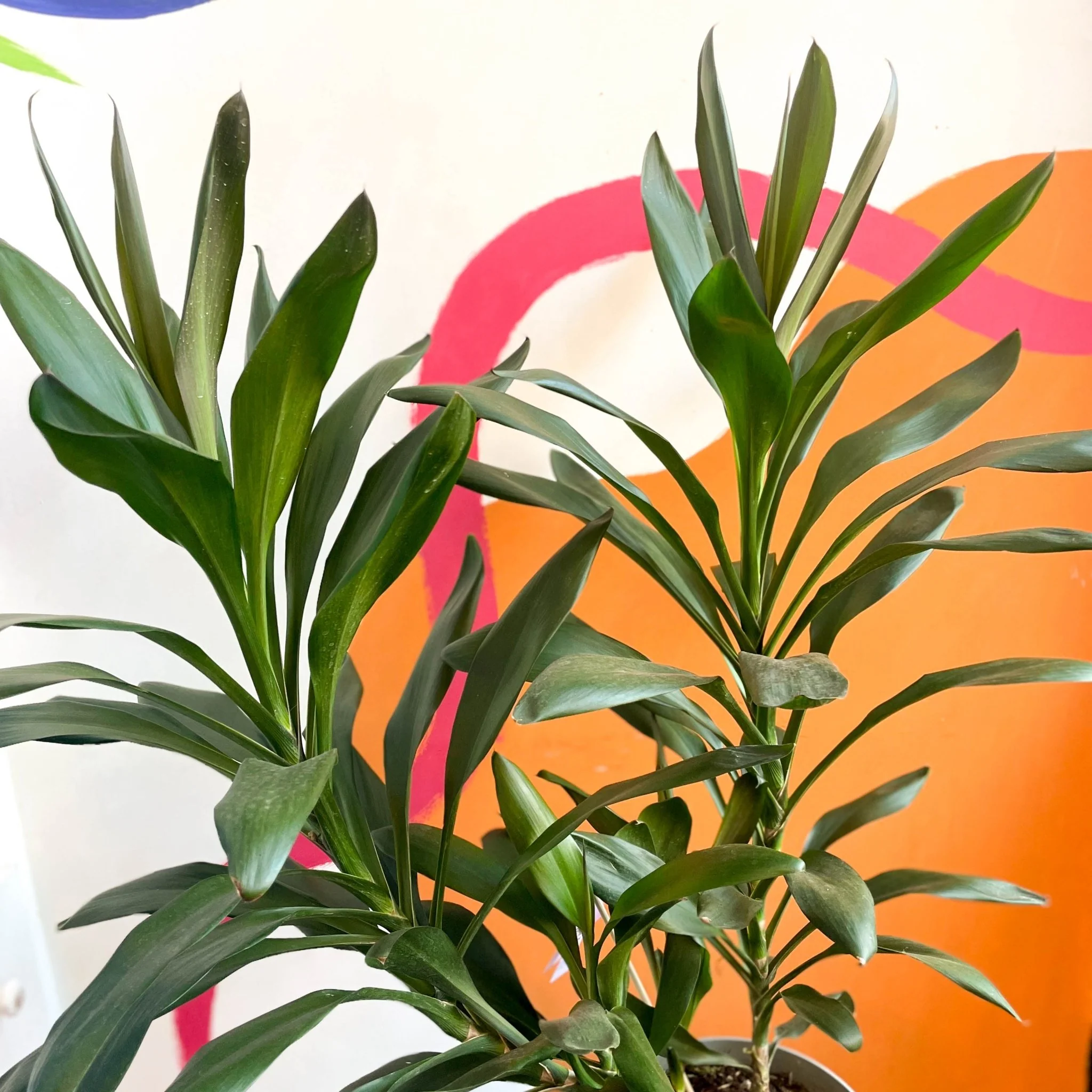 Good Luck Plant - Cordyline fruticosa 'Glauca' - British Grown - Image 2