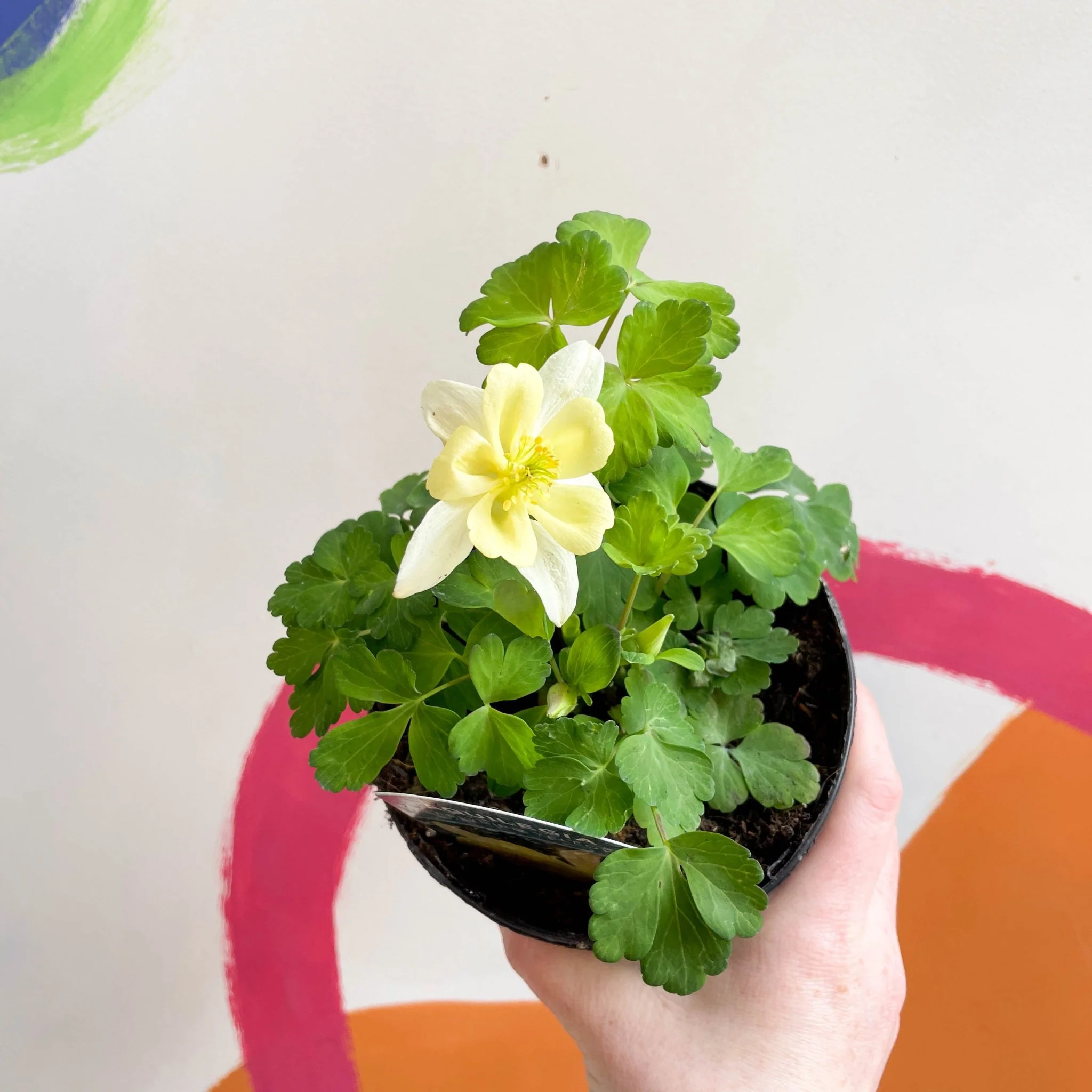 Granny Bonnet - Aquilegia caerulea 'Earlybird Yellow' - British Grown Herbaceous Perennial - Image 2