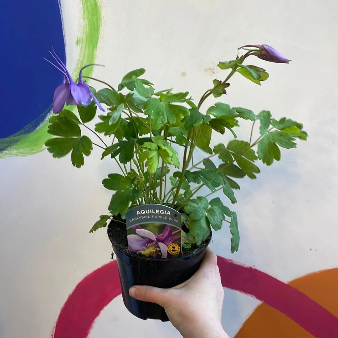Granny Bonnet - Aquilegia caerulea 'Purple Blue' - British Grown Herbaceous Perennialp