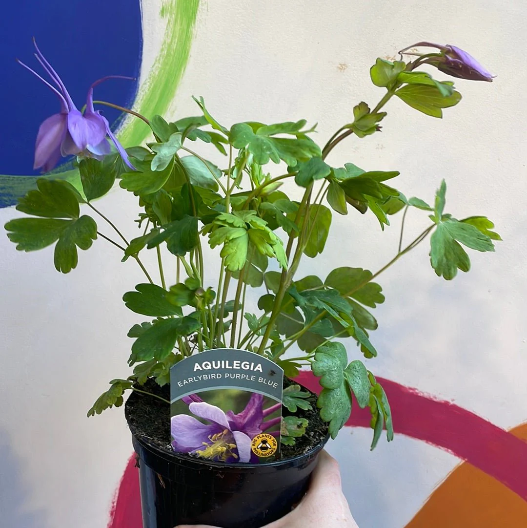 Granny Bonnet - Aquilegia caerulea 'Purple Blue' - British Grown Herbaceous Perennialp - Image 2