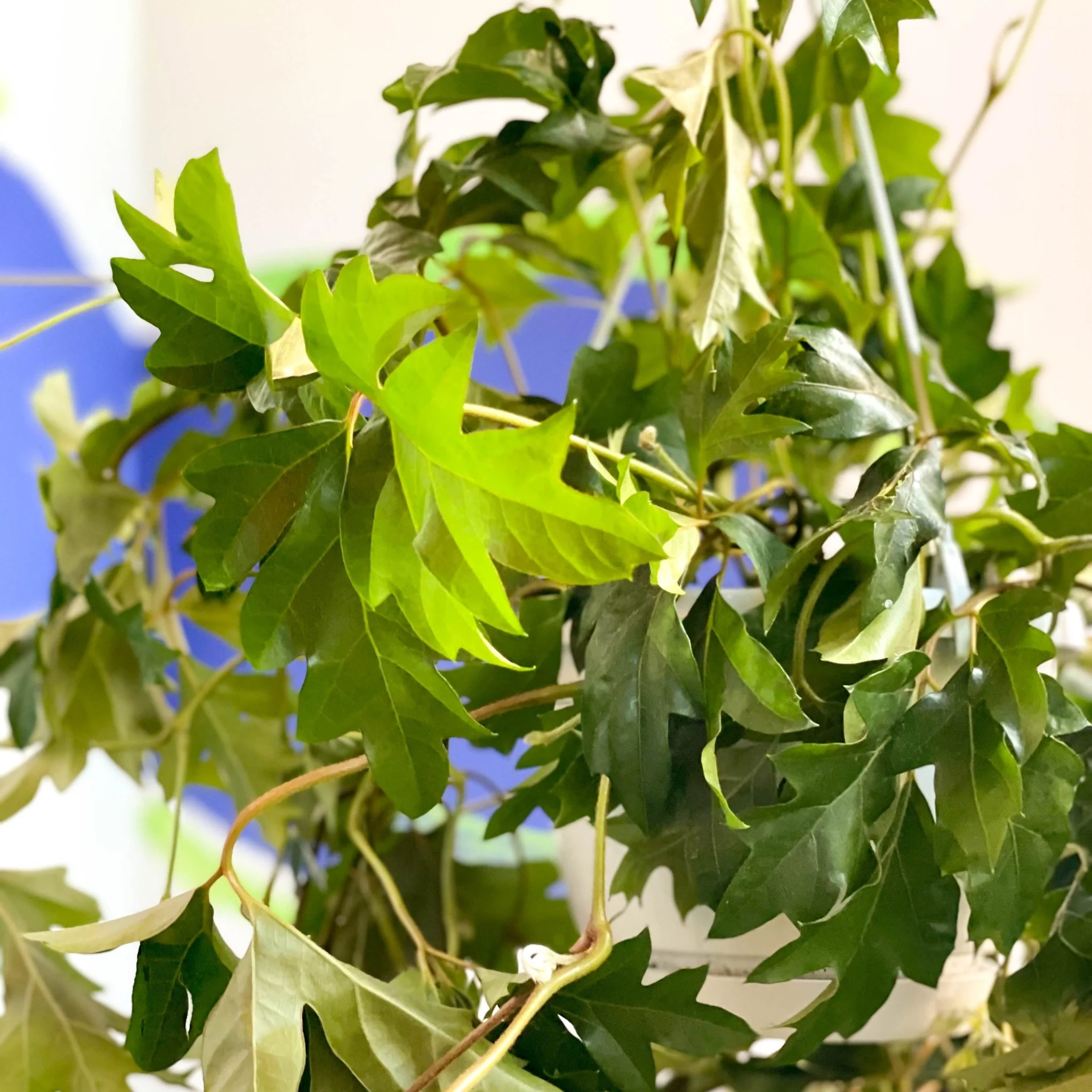 Cissus rhombifolia 'Ellen Danica' - Grape Ivy - Image 3