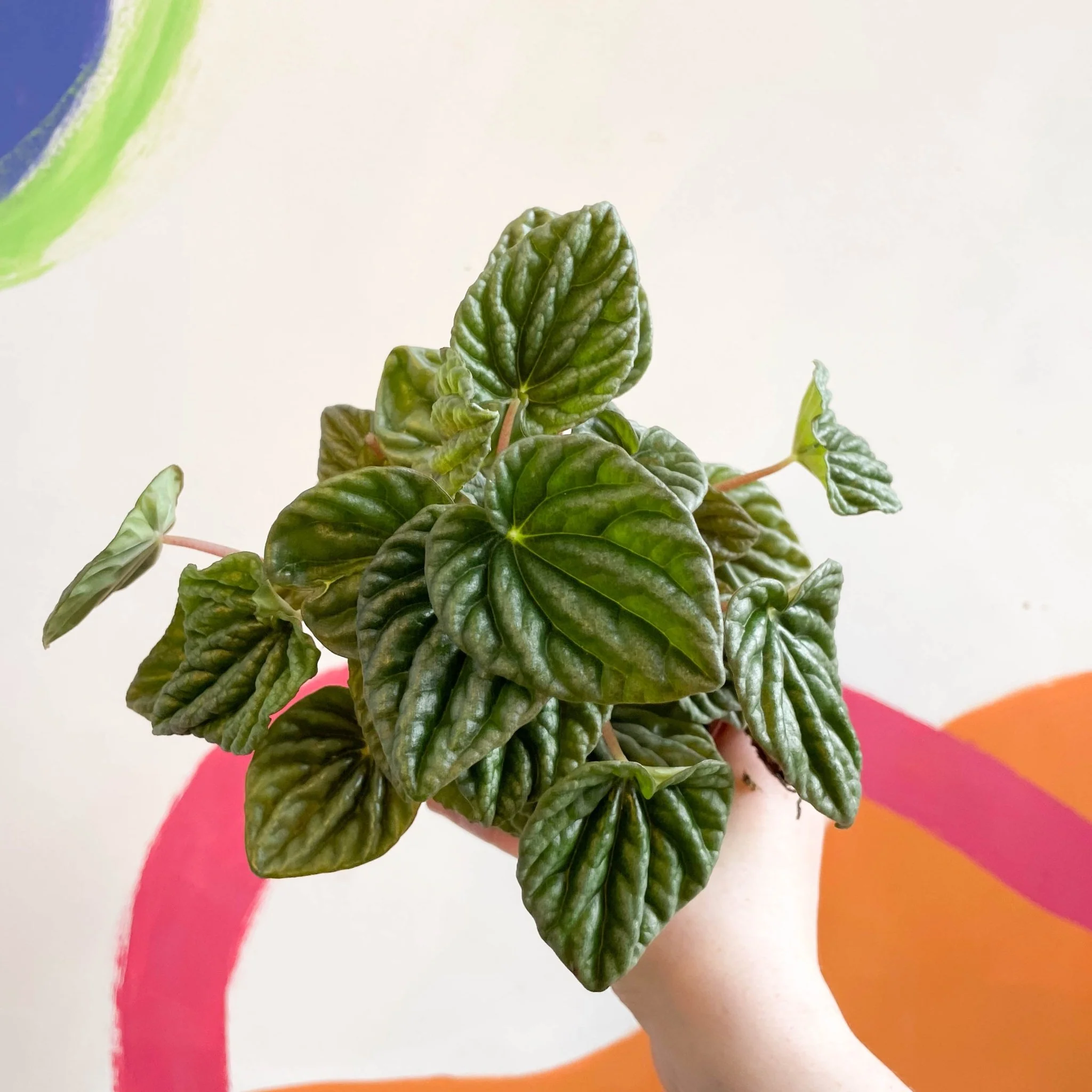 Peperomia caperata 'Lilian' - Green Radiator Plant