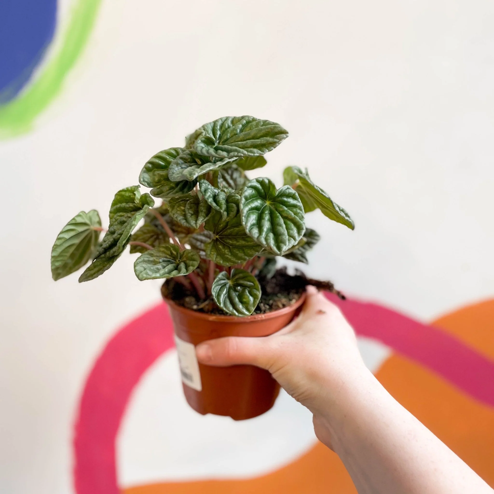 Peperomia caperata 'Lilian' - Green Radiator Plant - Image 2