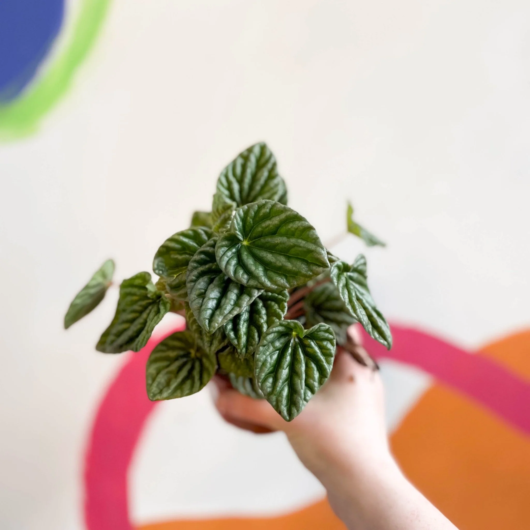 Peperomia caperata 'Lilian' - Green Radiator Plant - Image 3