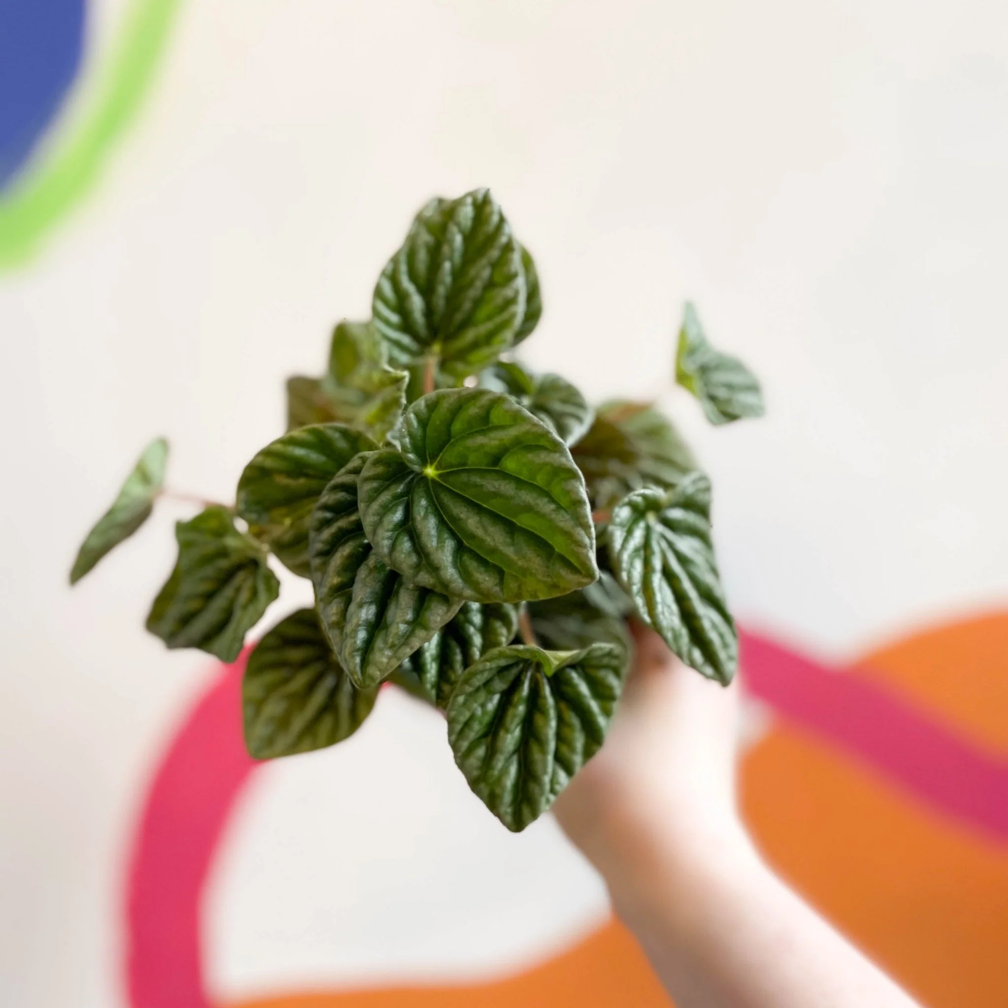 Peperomia caperata 'Lilian' - Green Radiator Plant - Image 4