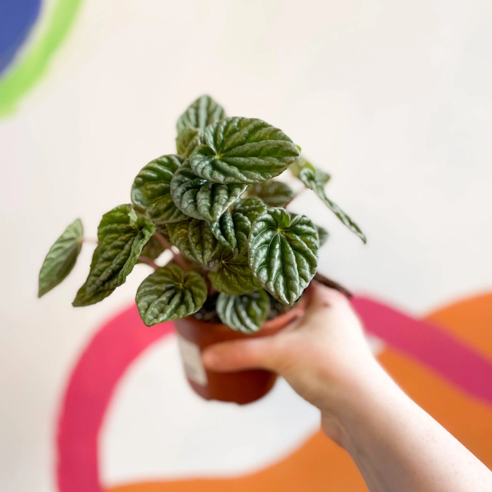 Peperomia caperata 'Lilian' - Green Radiator Plant - Image 5