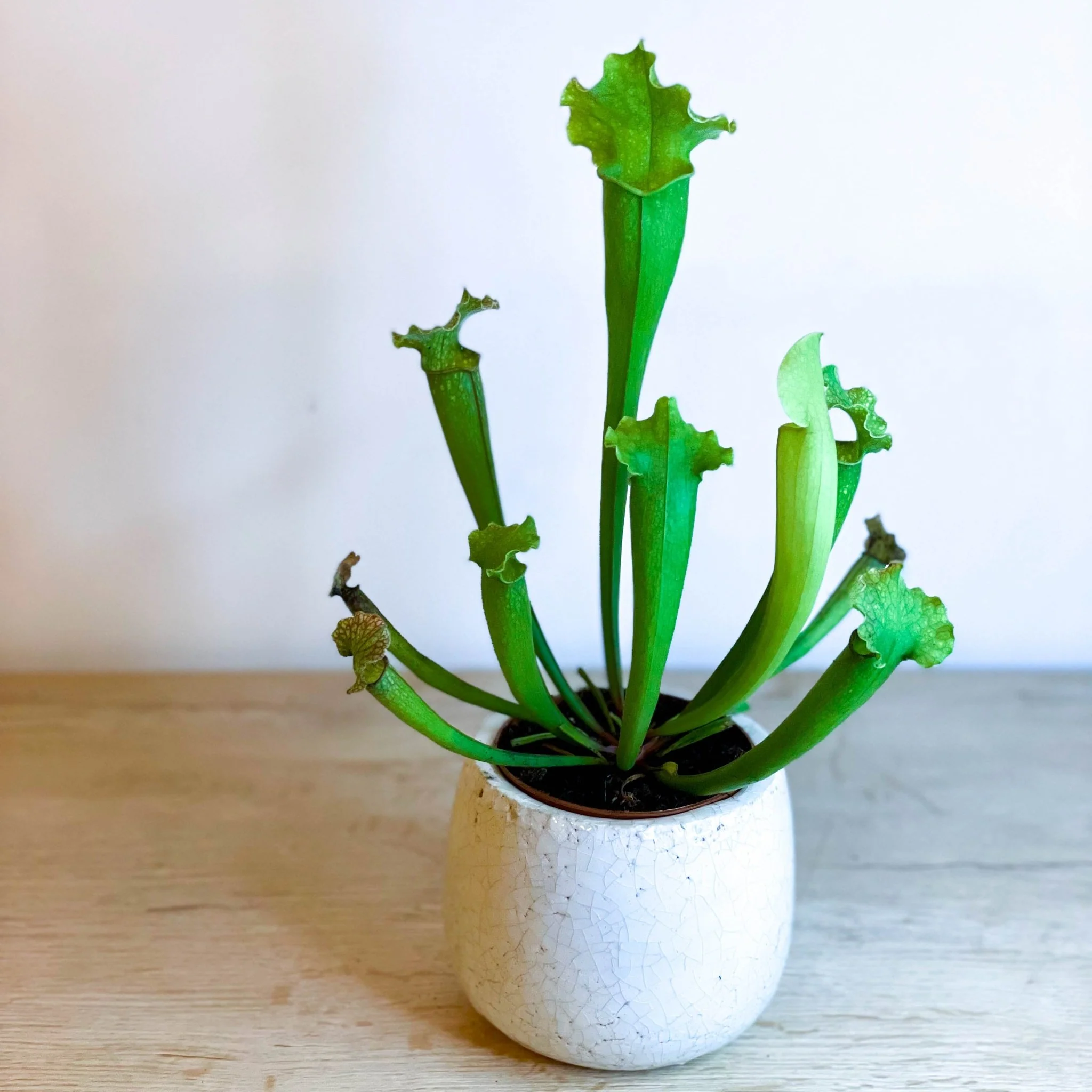 Green Trumpet Pitcher Plant - Sarracenia 'Velvet'