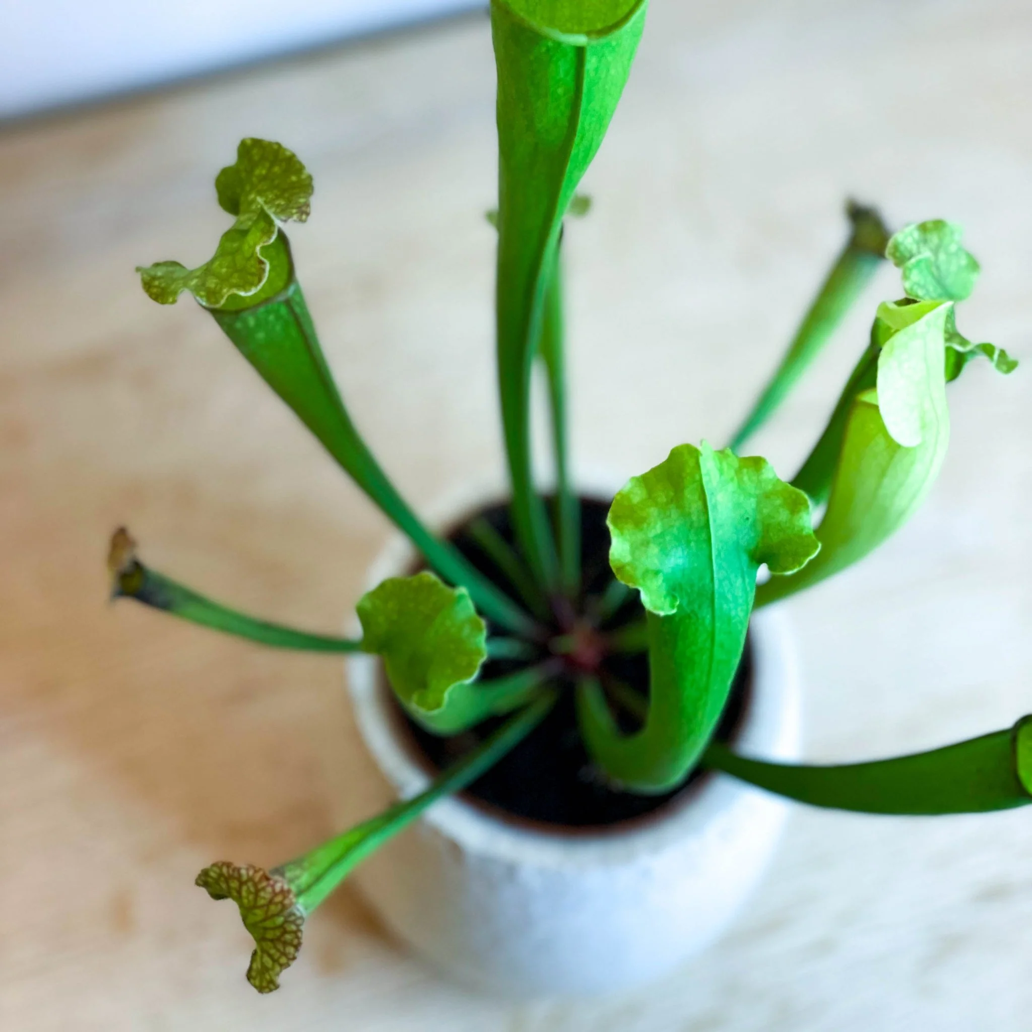 Green Trumpet Pitcher Plant - Sarracenia 'Velvet' - Image 2
