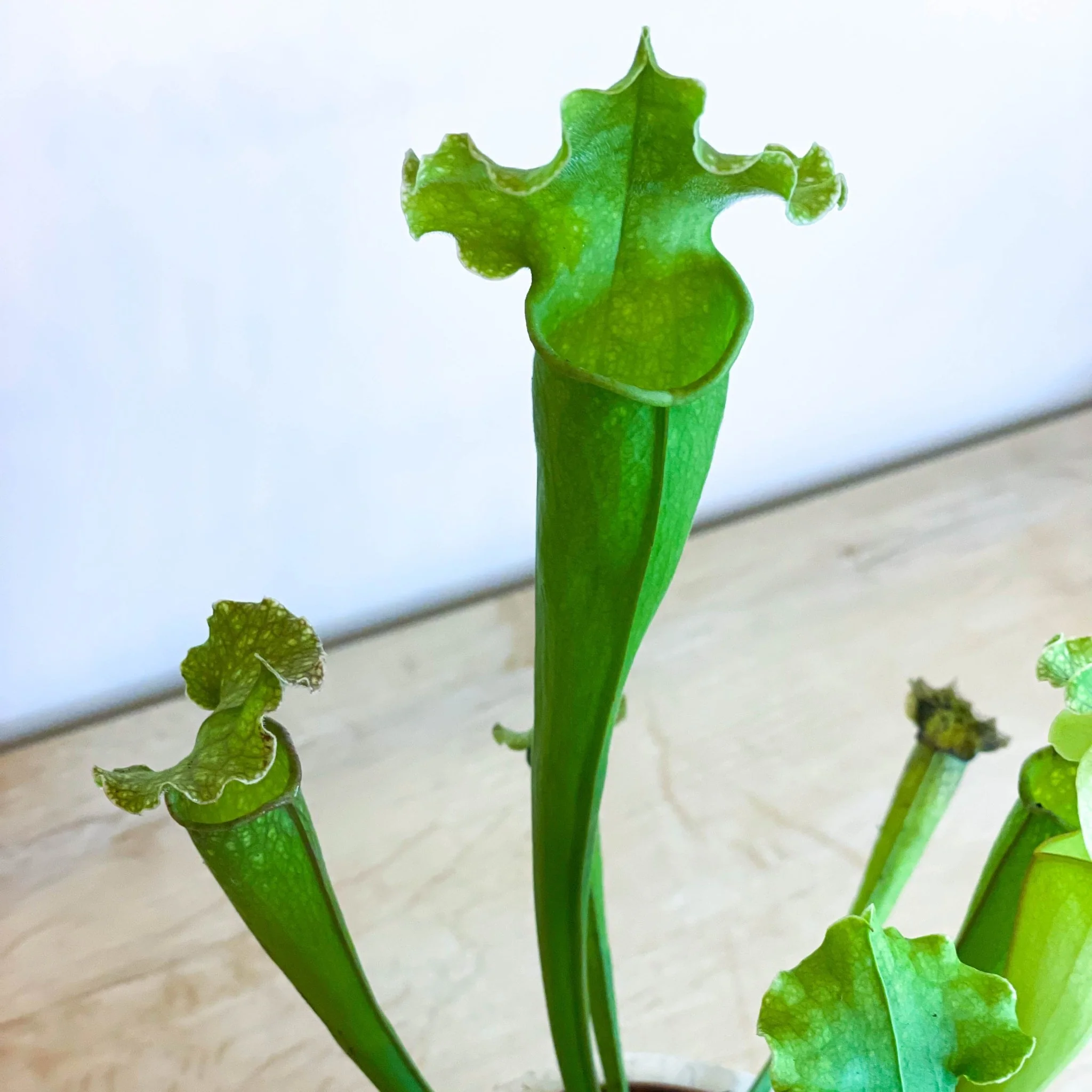 Green Trumpet Pitcher Plant - Sarracenia 'Velvet' - Image 3