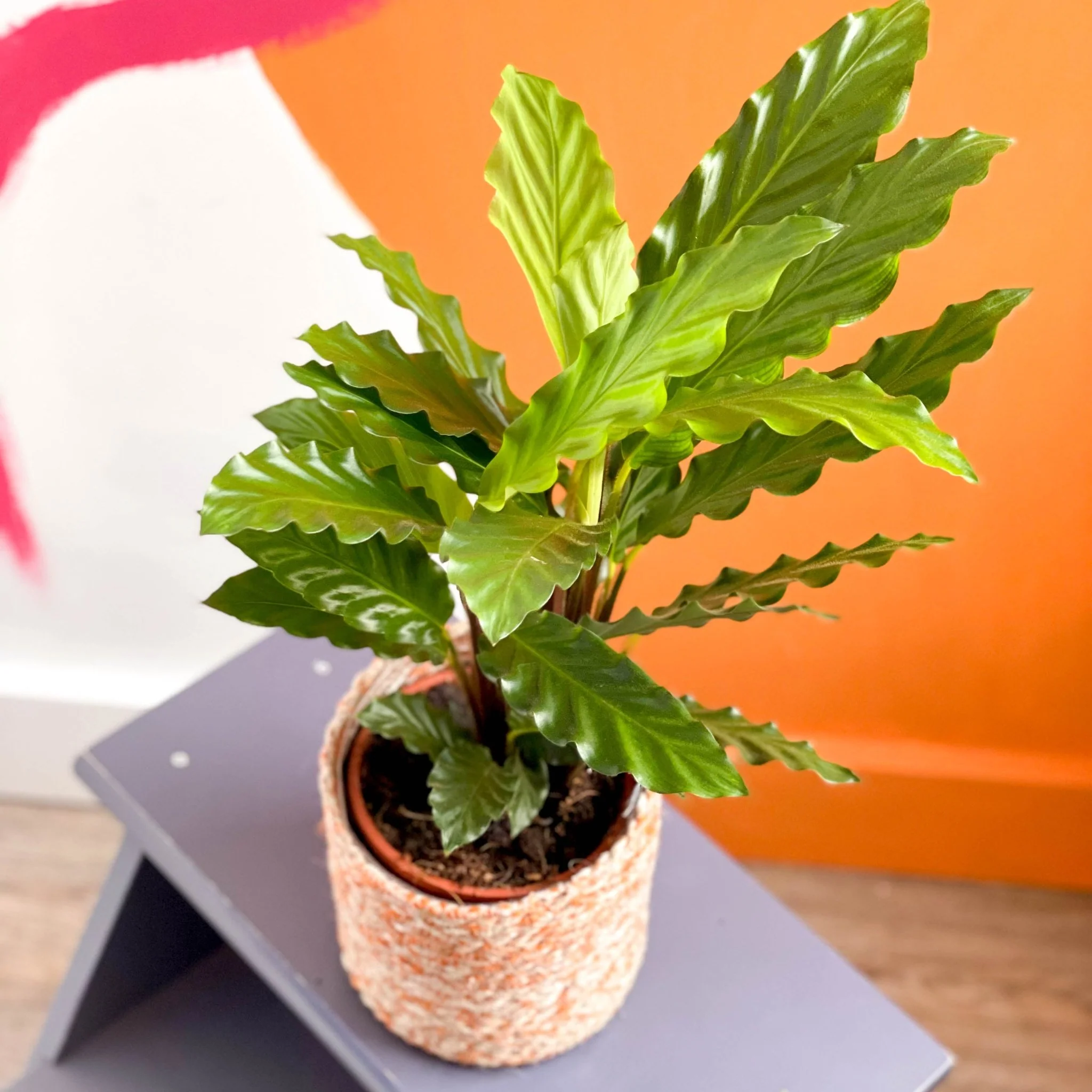 Calathea rufibarba 'Blue Grass' - Green Velvet Calathea - Image 3