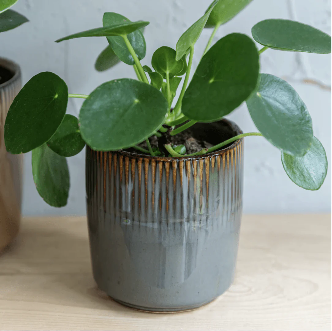 Grey Hillesley Pot