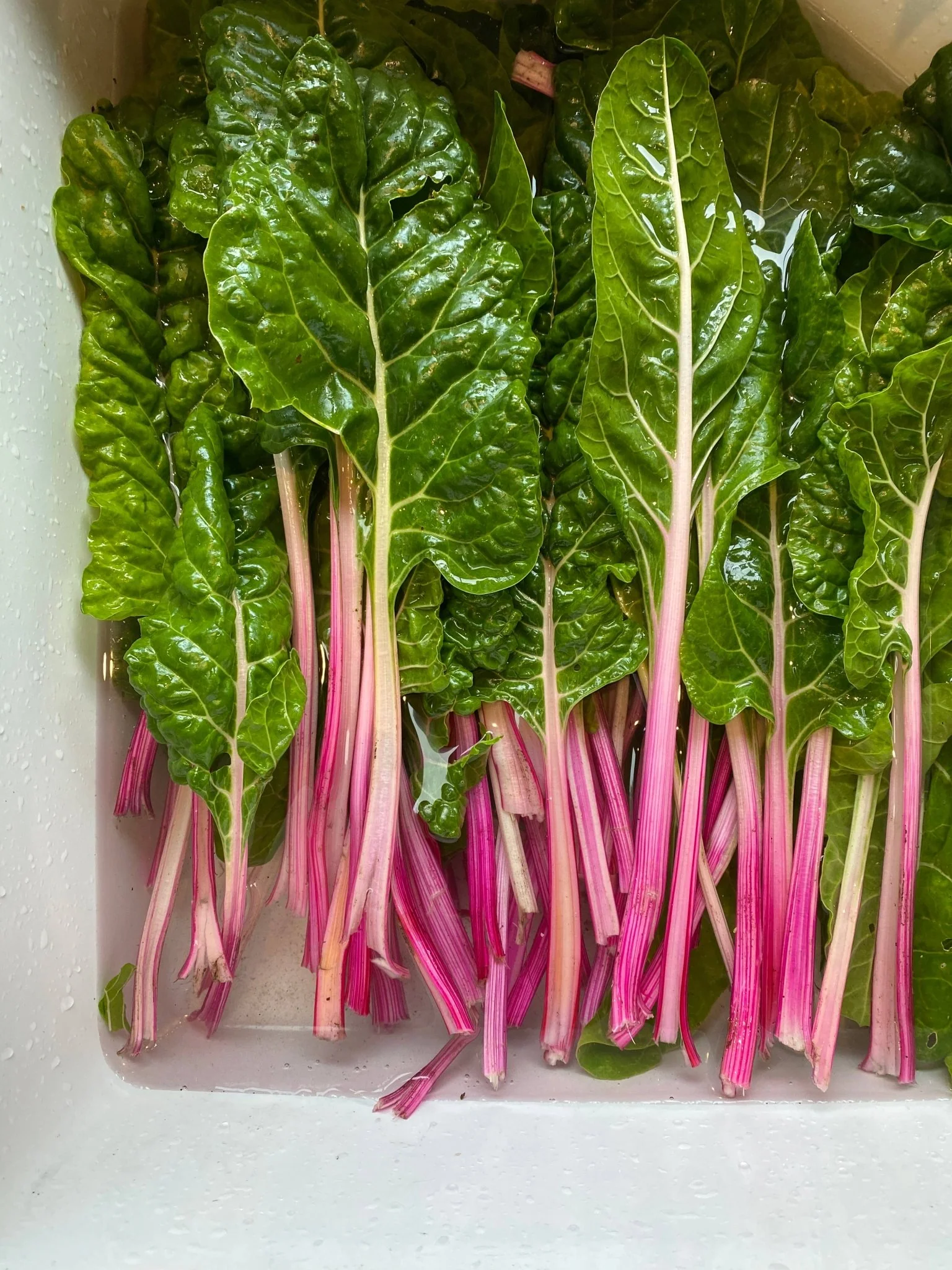 Chard Grow Greetings Card - Image 4