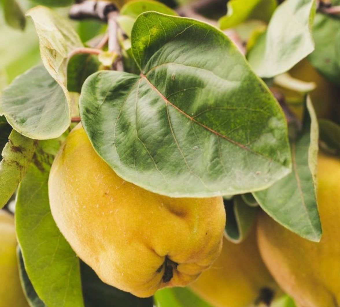 Quince Grow Greetings Card - Image 3