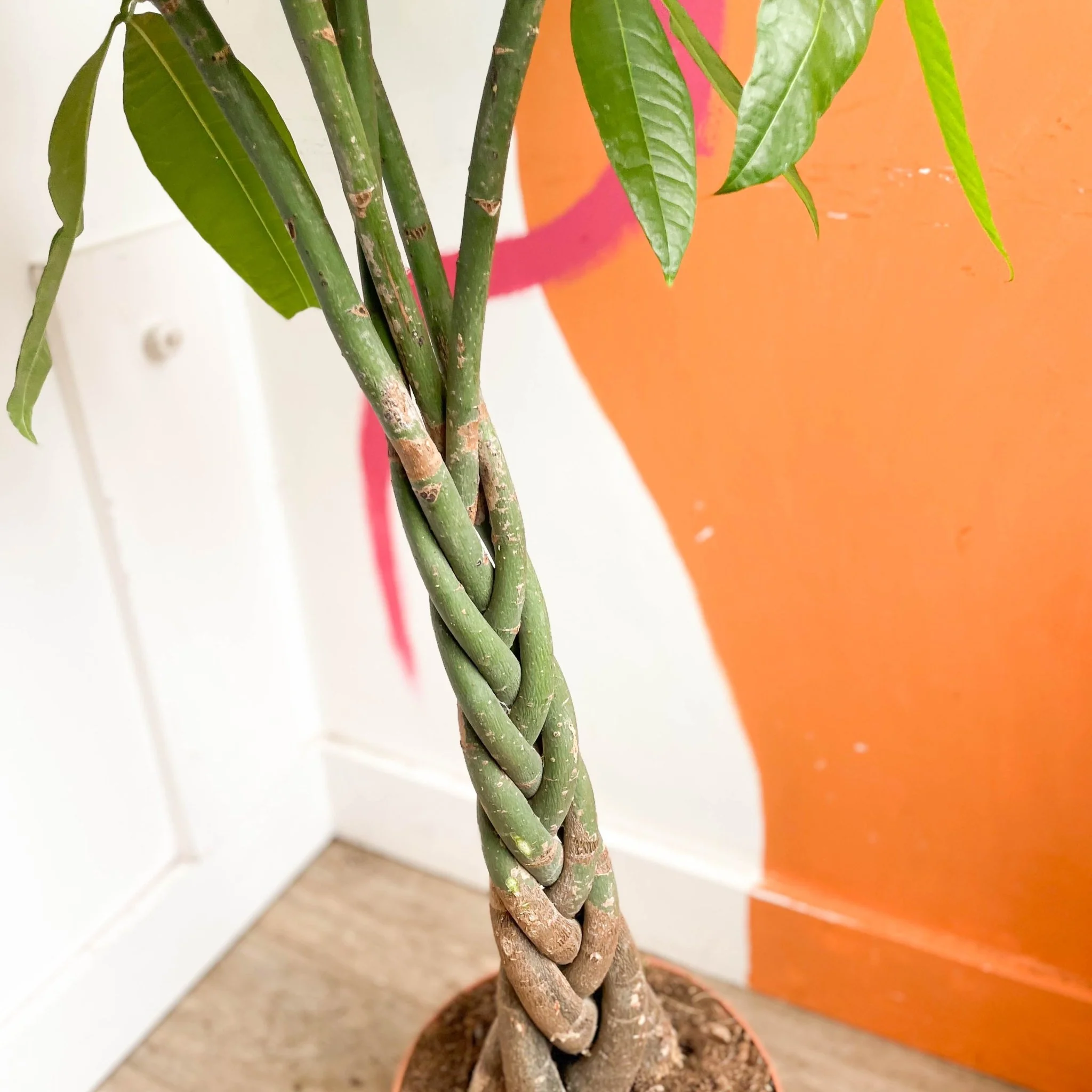 Pachira aquatica - Guiana Chestnut - Image 11