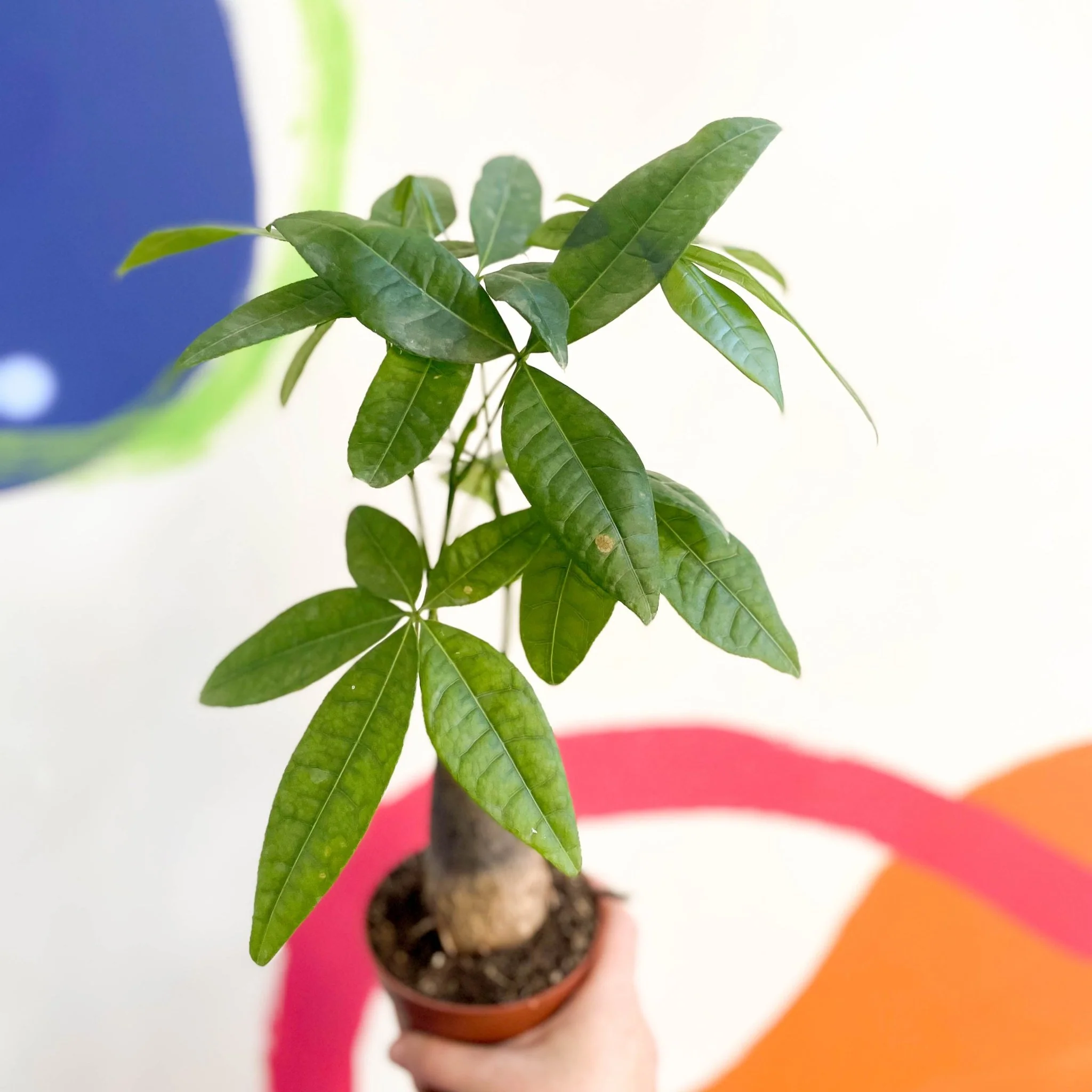 Pachira aquatica - Guiana Chestnut - Image 6