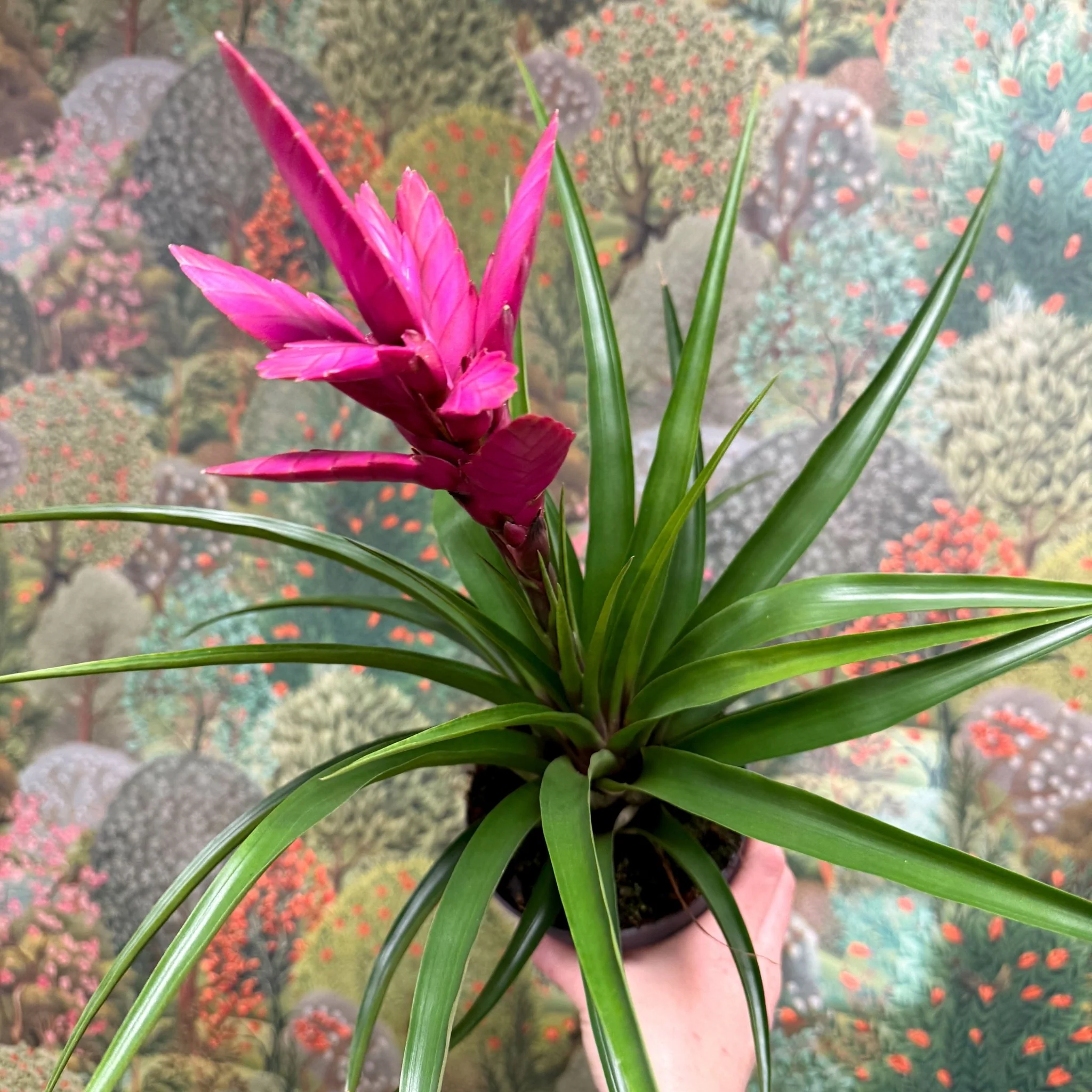 Guzmania 'Amira'
