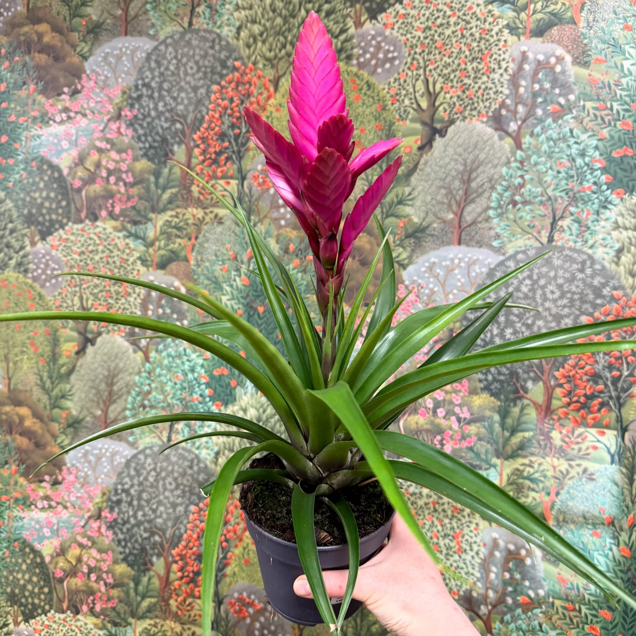 Guzmania 'Amira' - Image 2