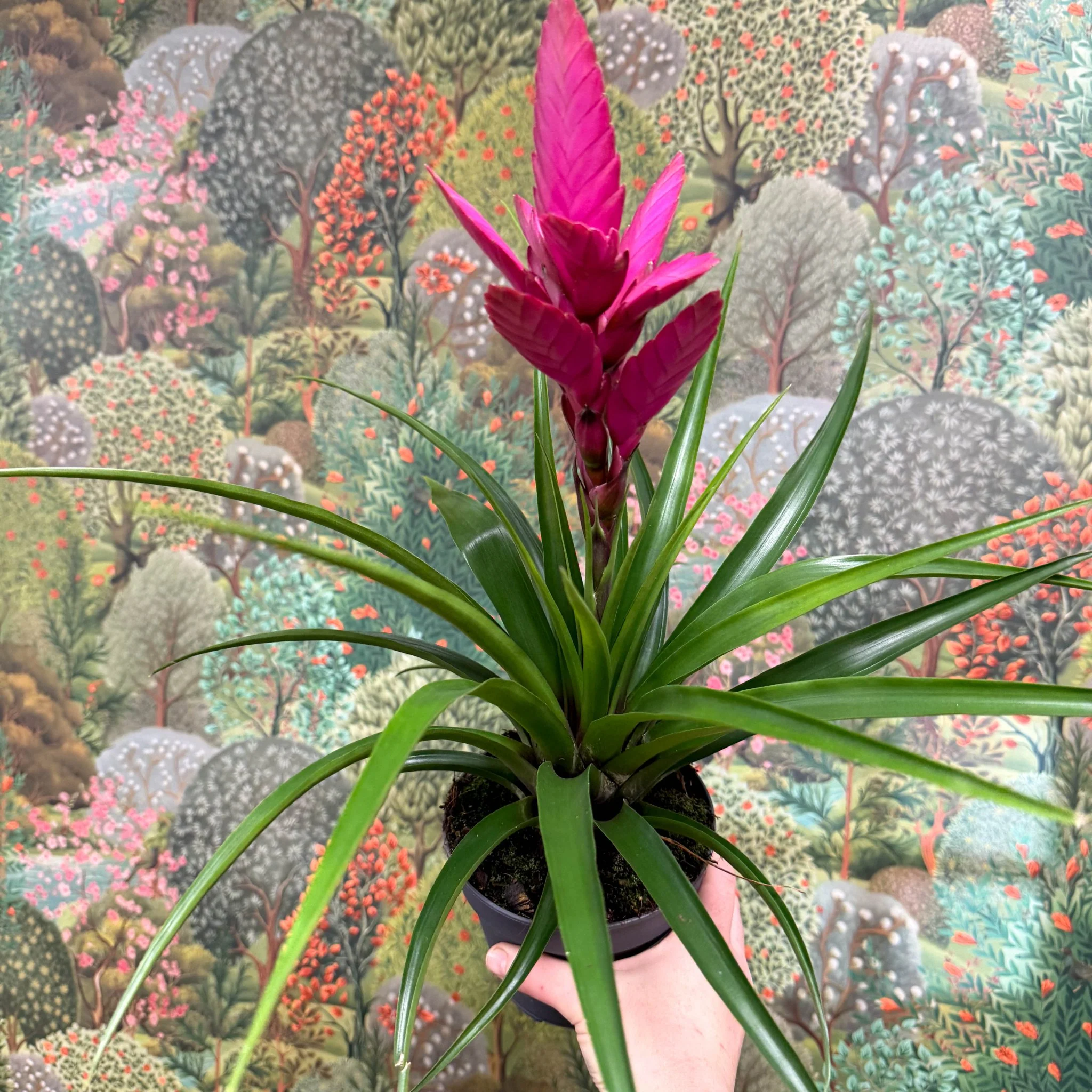 Guzmania 'Amira' - Image 3