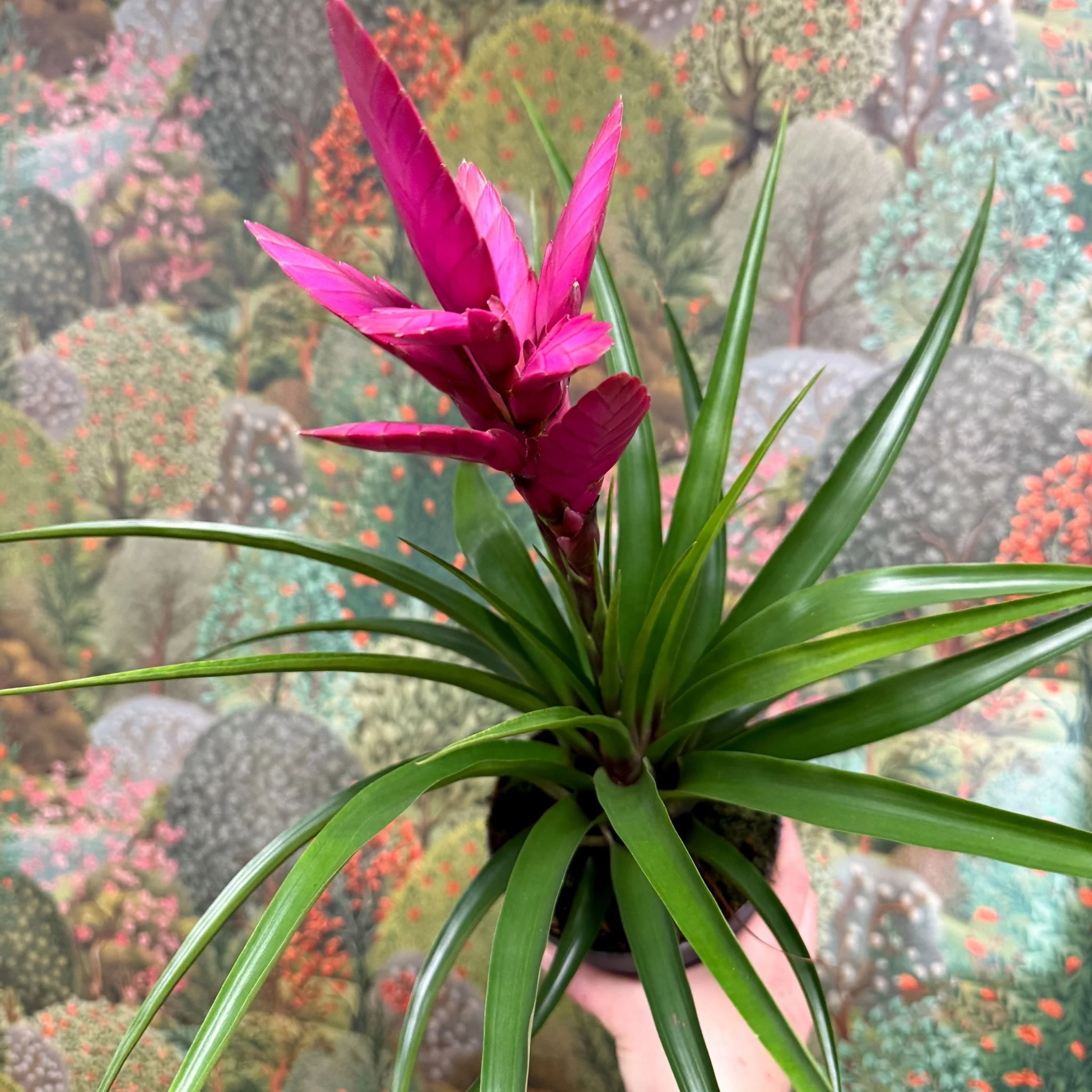 Guzmania 'Amira' - Image 4